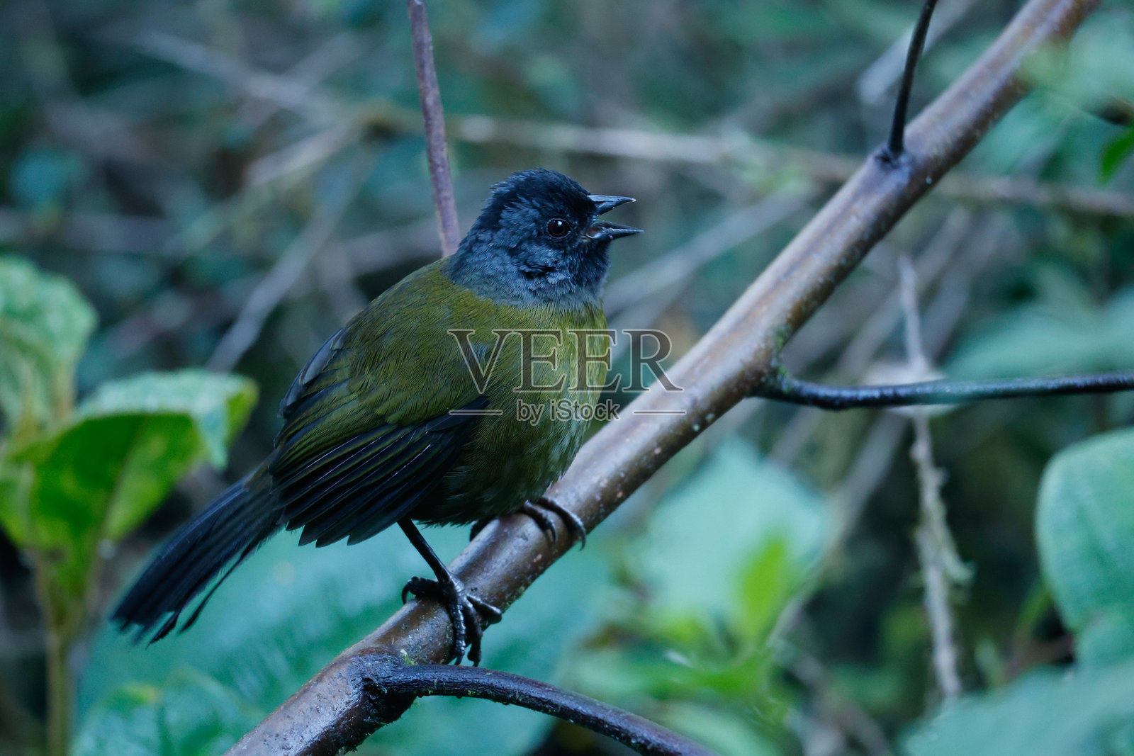 湿热带的鸟类照片摄影图片