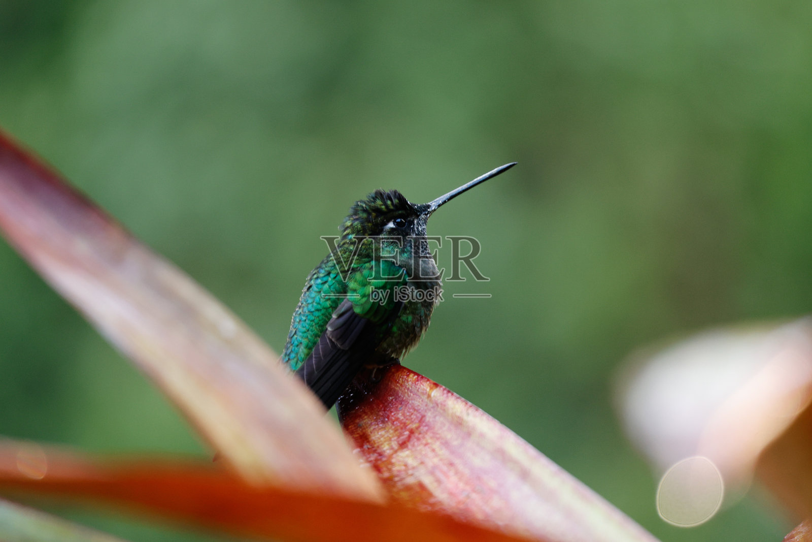 湿热带的鸟类照片摄影图片