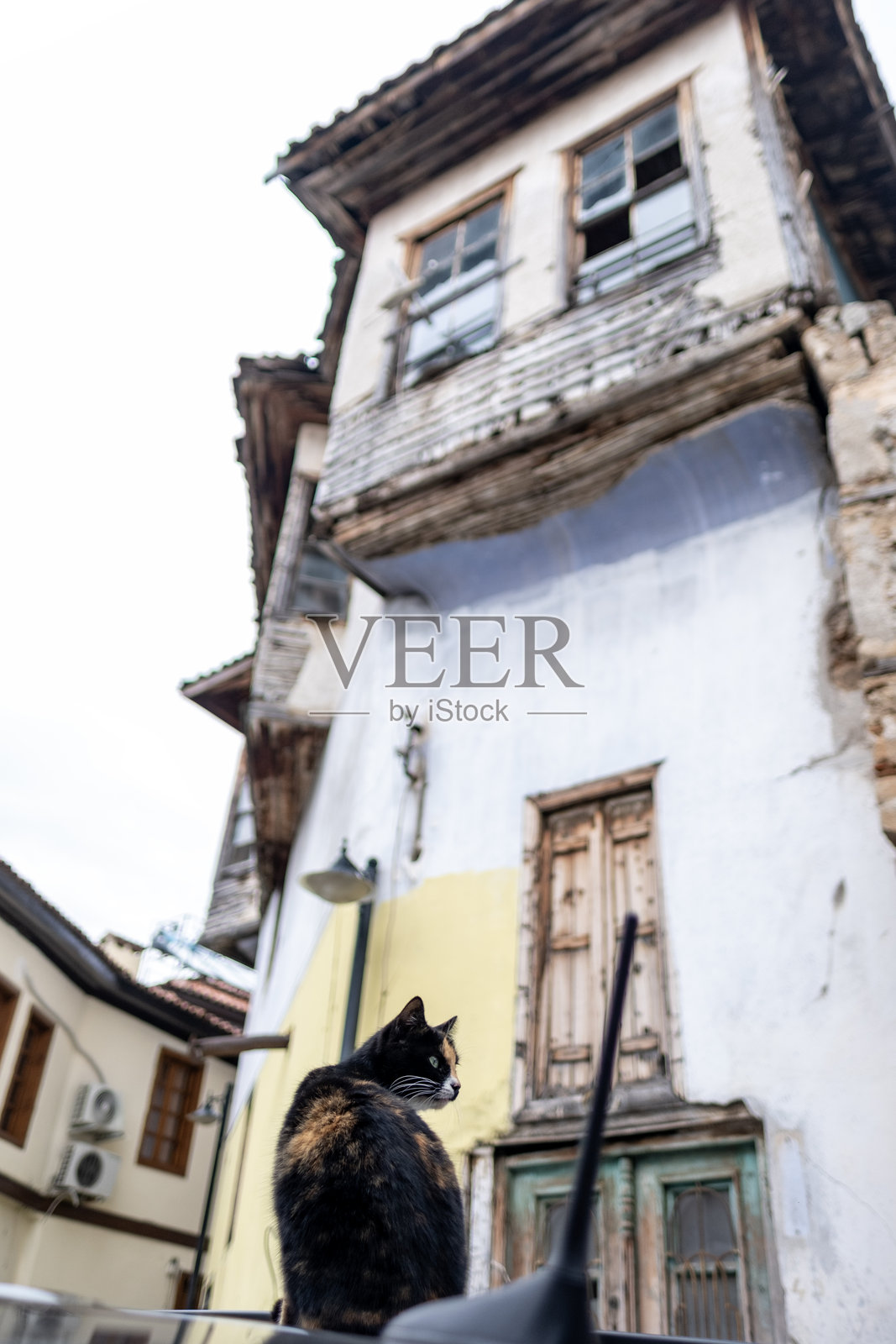 街头猫咪照片照片摄影图片