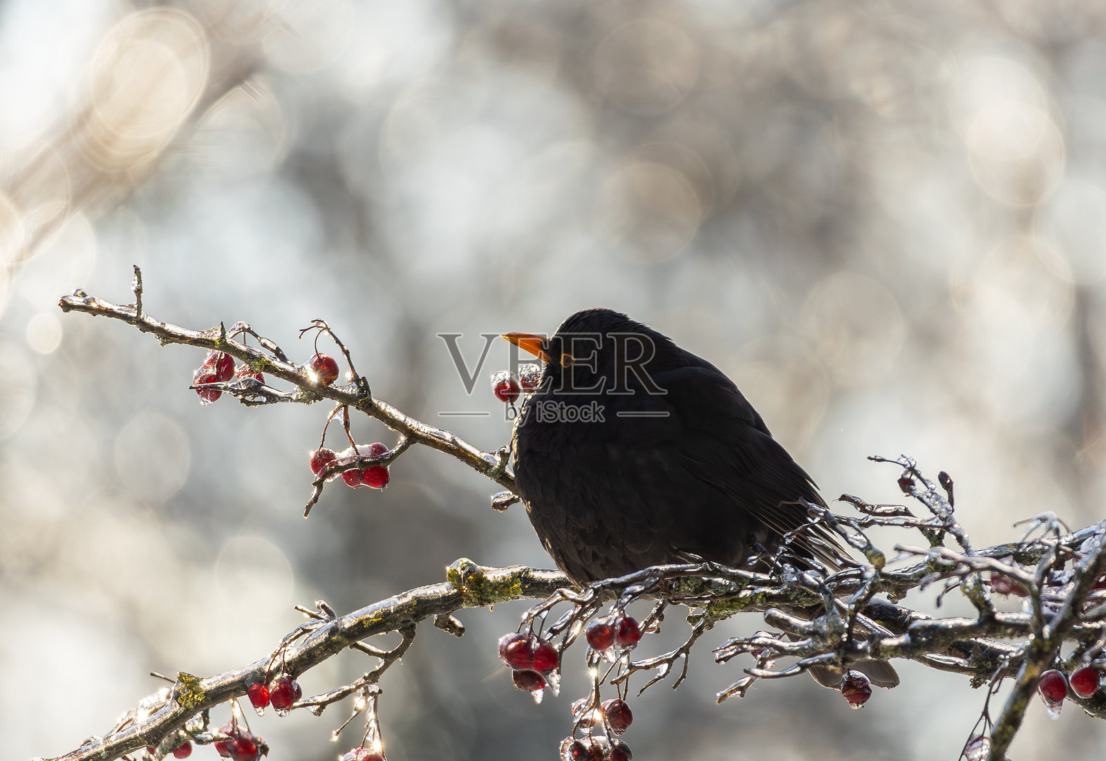 普通乌鸫照片摄影图片