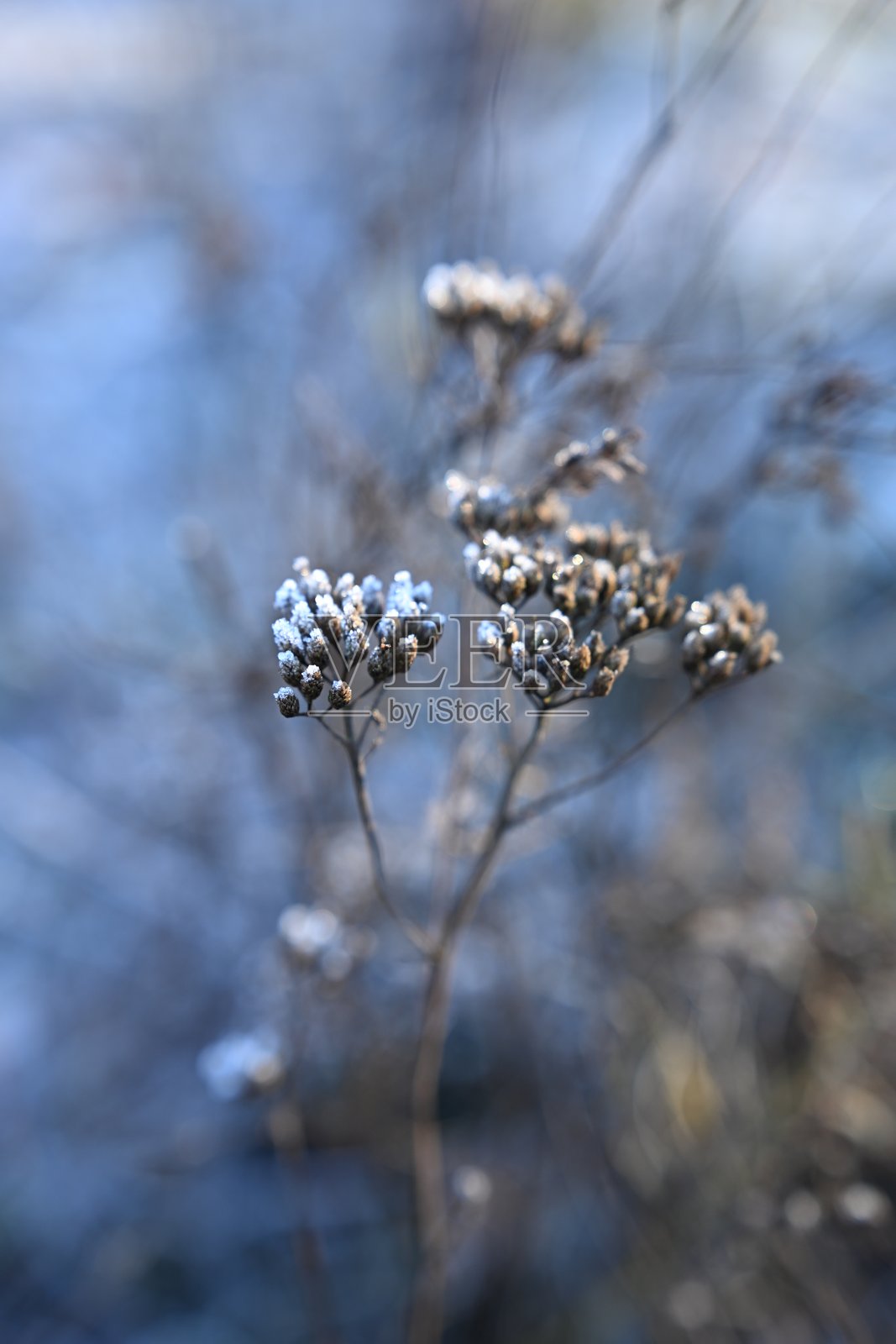 冬日晨光中结霜的干野花枝条照片摄影图片