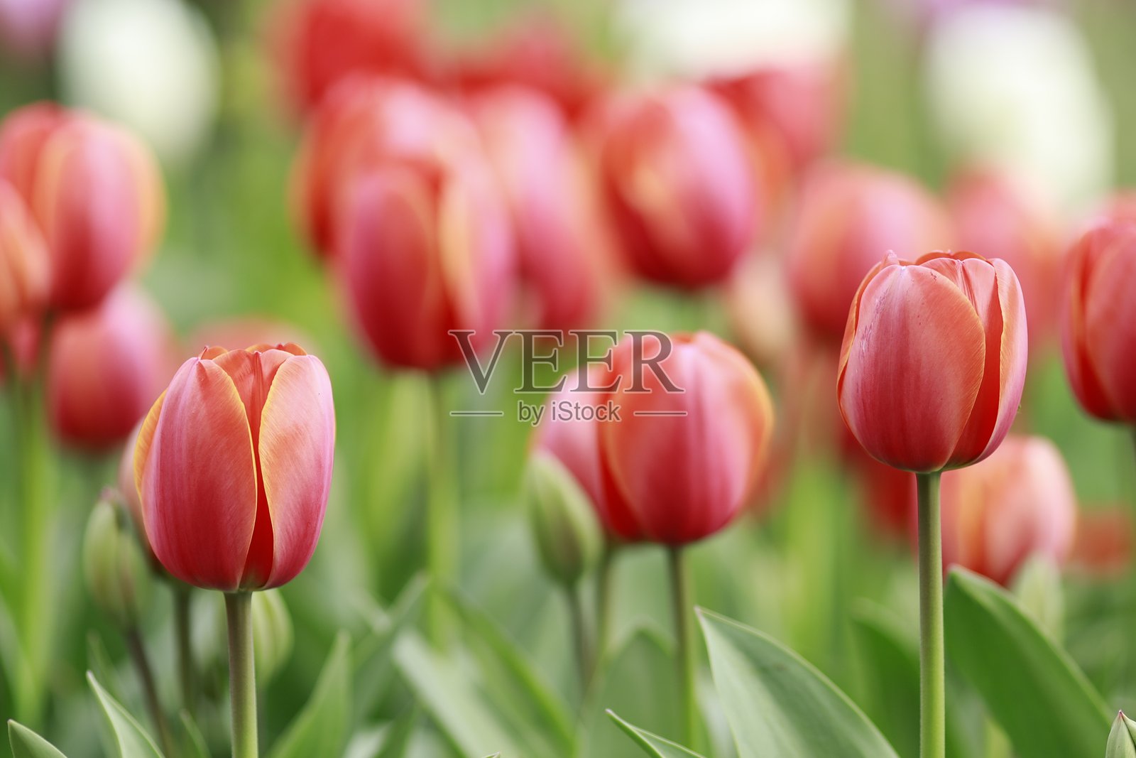 郁金香照片摄影图片