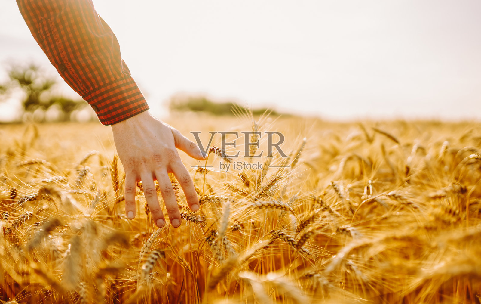 日落时分，一名男子在麦田中行走，触摸着丰收的麦穗。照片摄影图片