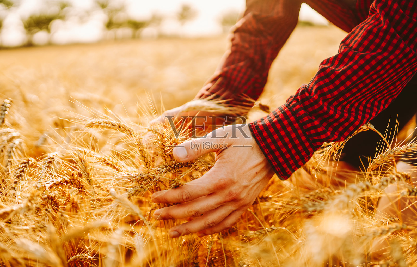 日落时分，一名男子在麦田中行走，触摸着丰收的麦穗。照片摄影图片