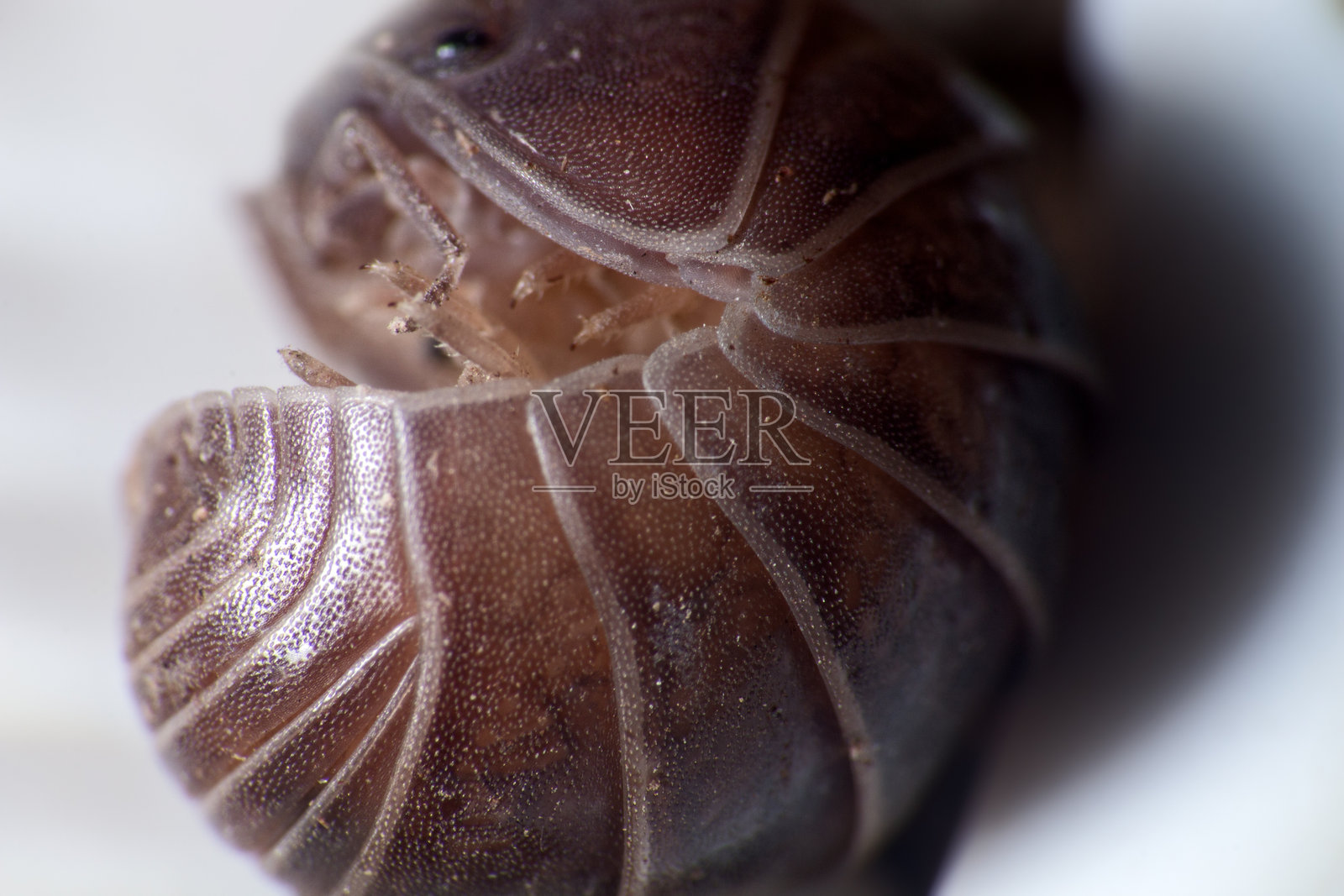 白背景下的球形木虱昆虫照片摄影图片