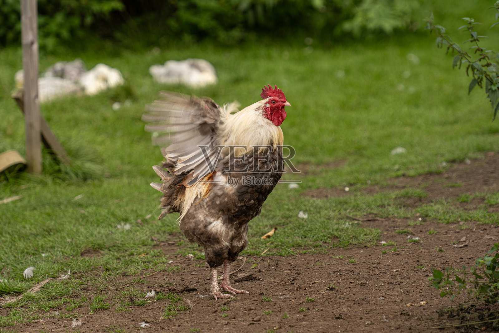 一只公鸡（家禽，学名：Gallus gallus domesticus）在泥土地上扇动翅膀。照片摄影图片