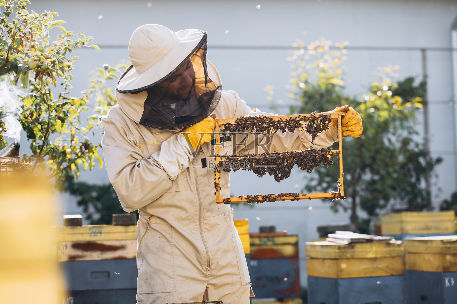 蜜蜂和有机蜂巢及蜂王浆。养蜂人手持装有蜂王台、含有蜂王乳的蜂巢的木框。蜜蜂幼虫护理。蜜蜂群，蜂箱，养蜂照片摄影图片