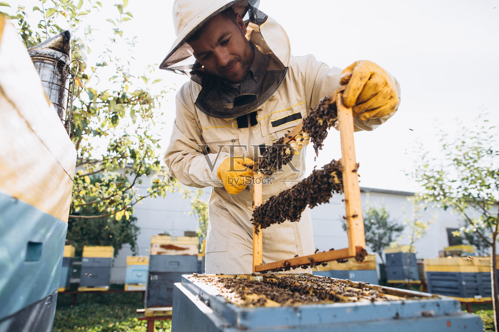 蜂王浆幼虫蜂王。养蜂人在蜂场准备培育蜂王。塑料蜂王幼虫盒里的蜂王浆。柔焦。照片摄影图片