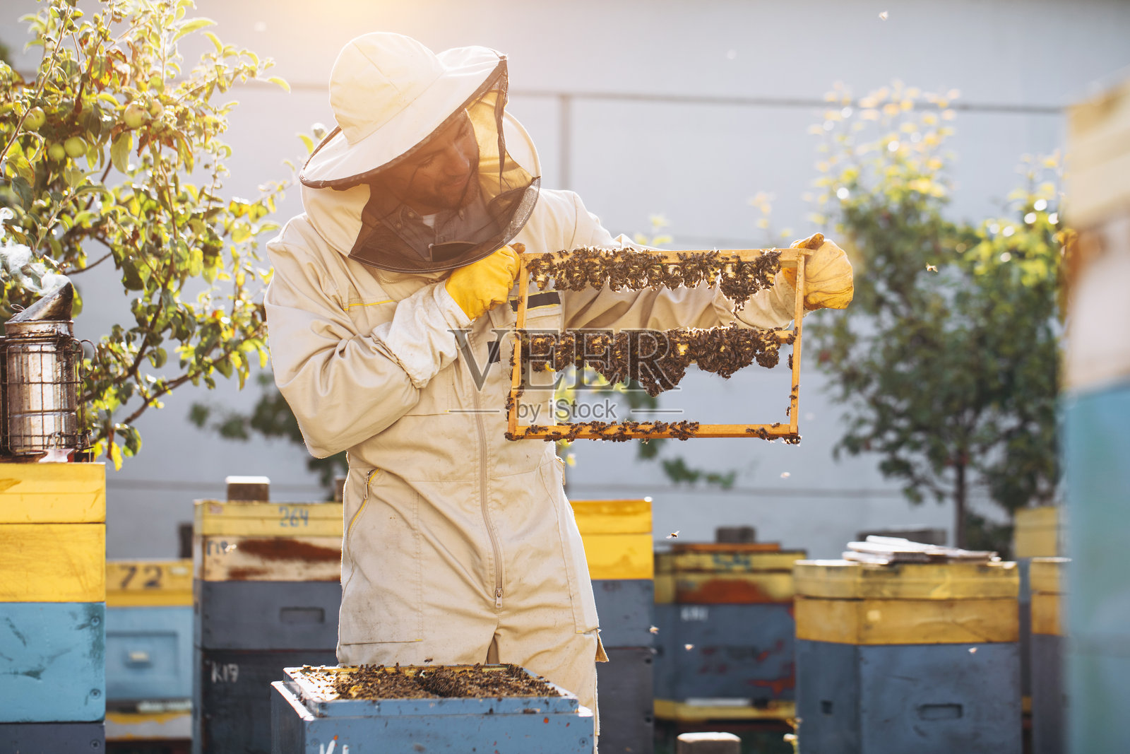 蜜蜂与有机蜂巢及蜂王浆。养蜂人手持装有蜂王台、带有蜂王浆的蜂巢的木框。蜜蜂幼虫护理。蜜蜂群，蜂箱，养蜂照片摄影图片