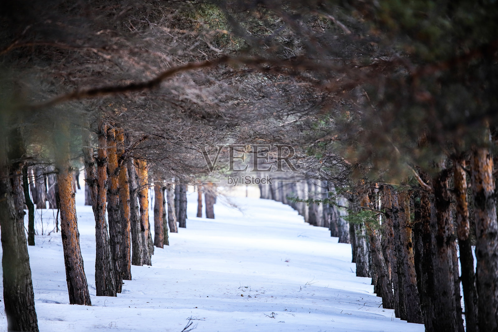 冬季景象照片摄影图片