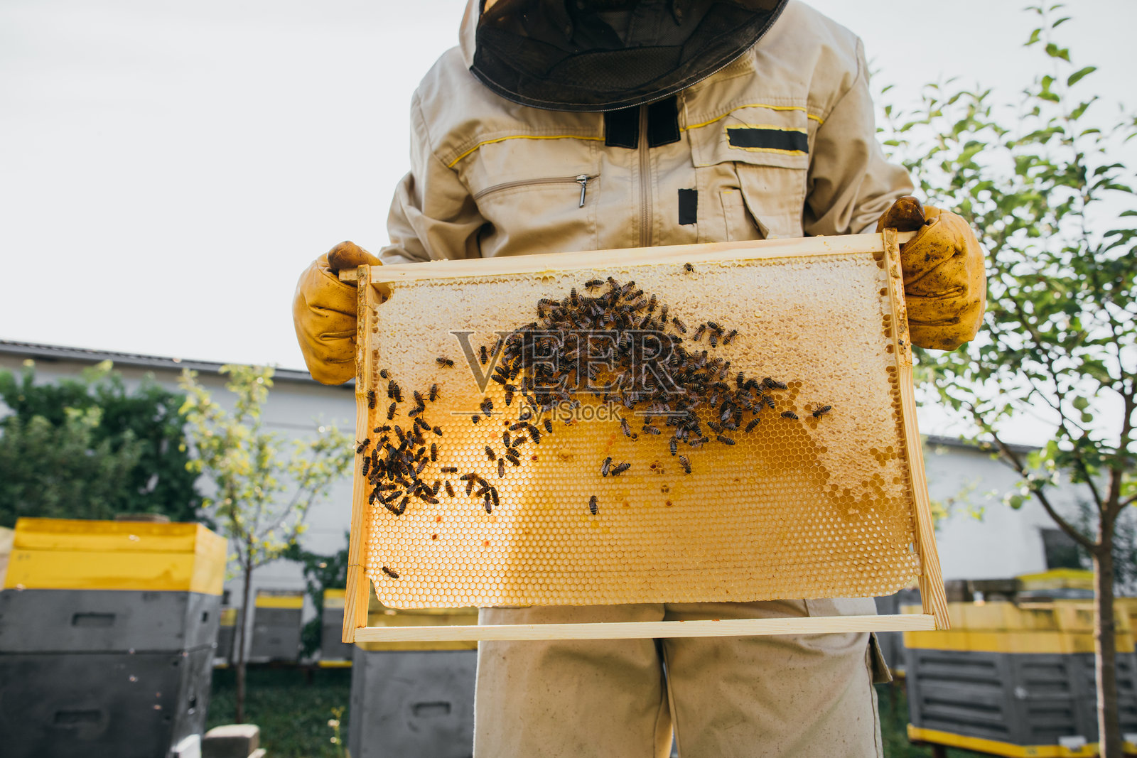 养蜂人手中拿着装有蜜蜂的蜂巢。养蜂业。蜂场。蜜蜂在蜂巢上工作。蜂巢特写，有蜂蜜和蜜蜂。照片摄影图片