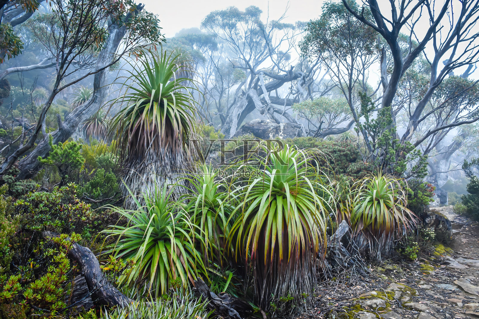 薄雾中的潘达尼植物，塔斯马尼亚州费尔德山国家公园，澳大利亚。照片摄影图片