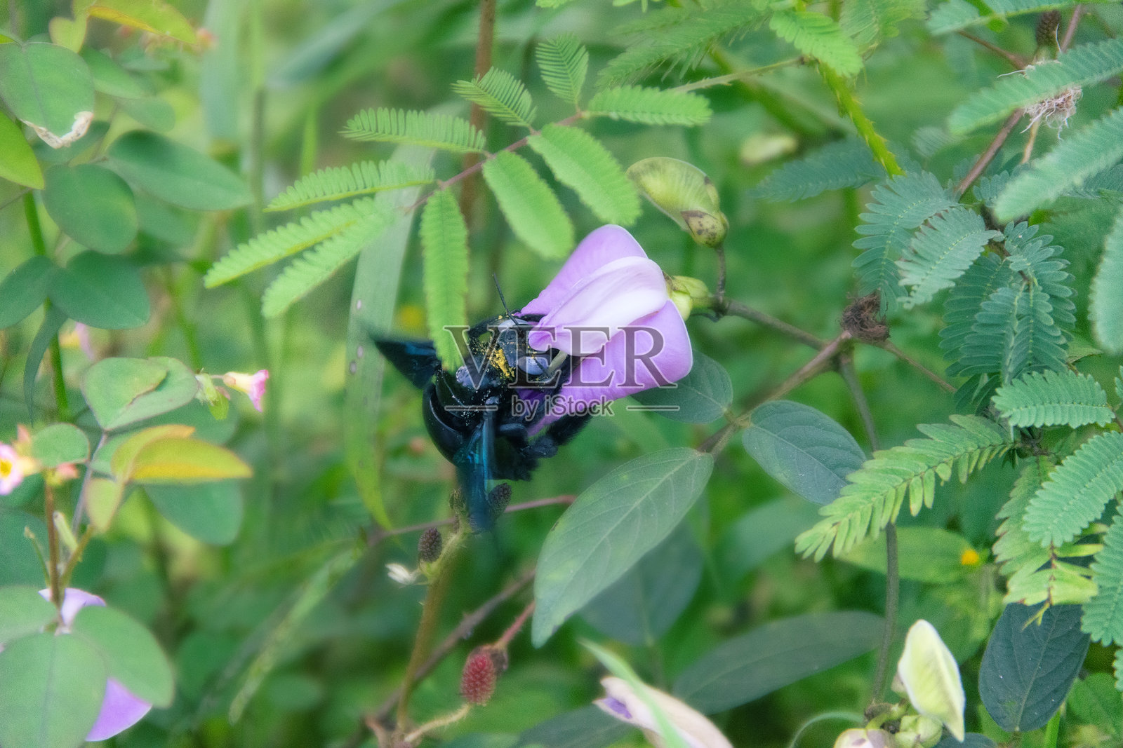 野生蜜蜂，木蜂（木蜂属）在花上照片摄影图片