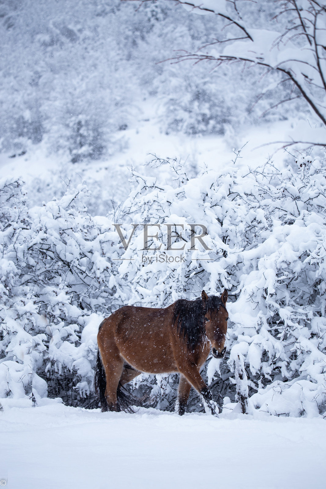 冬季景观照片摄影图片