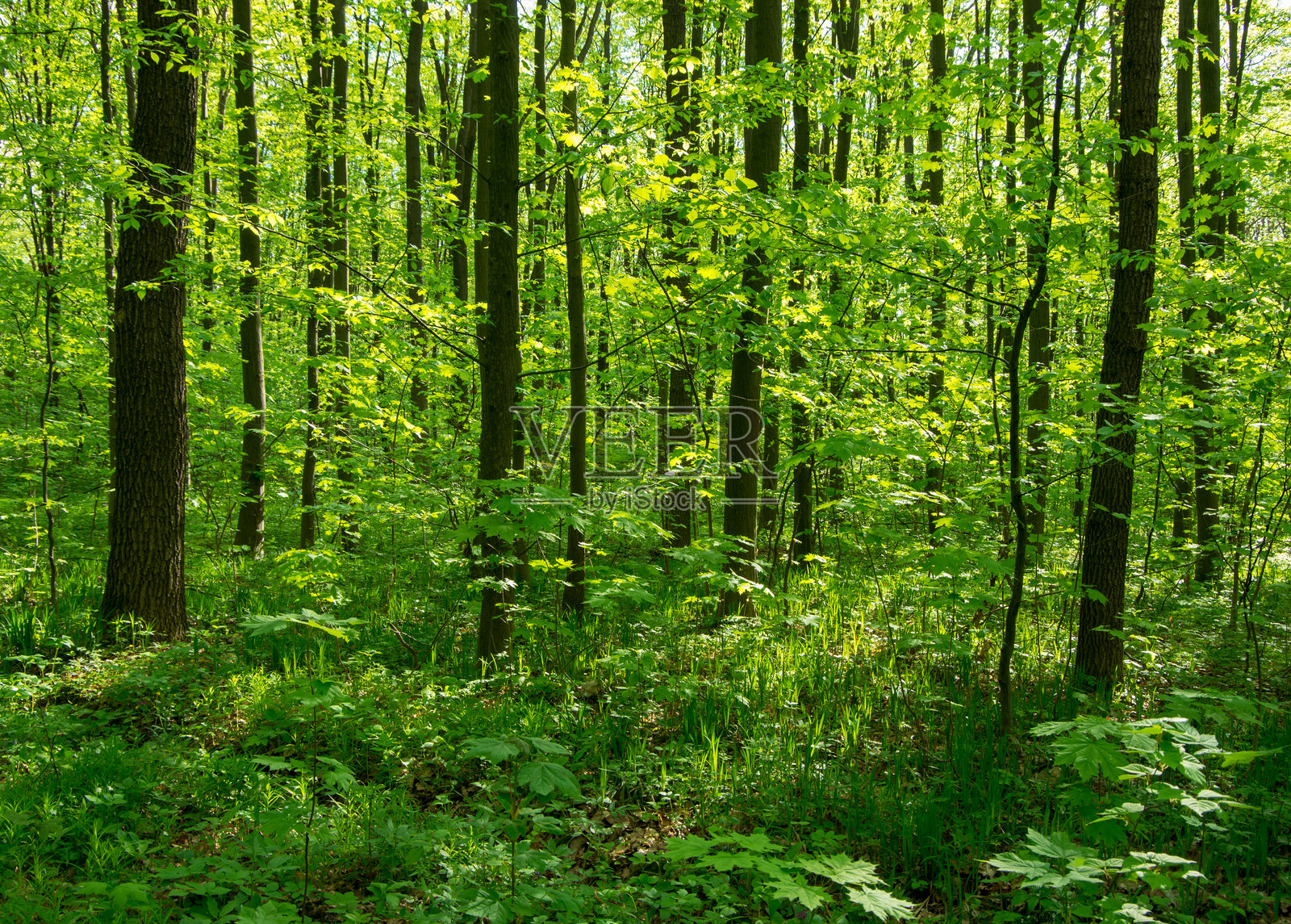 森林树木，大自然绿色木材阳光背景照片摄影图片