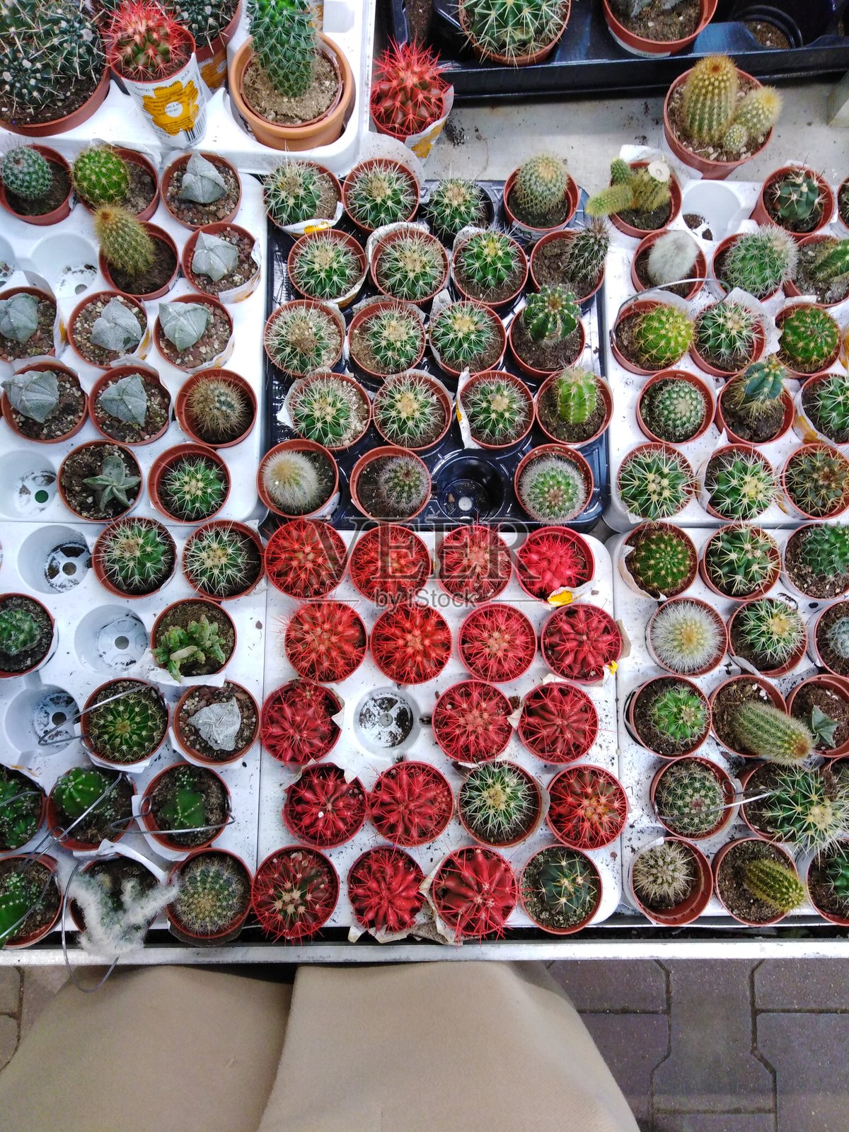 浏览仙人掌照片摄影图片