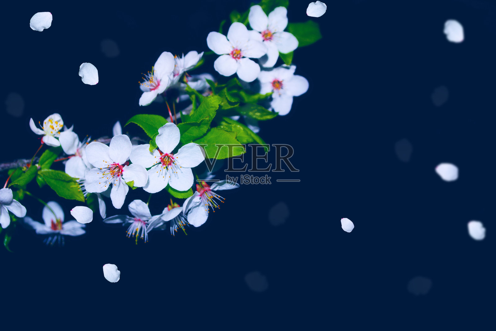 盛开的樱花枝。明媚多彩的春日繁花照片摄影图片