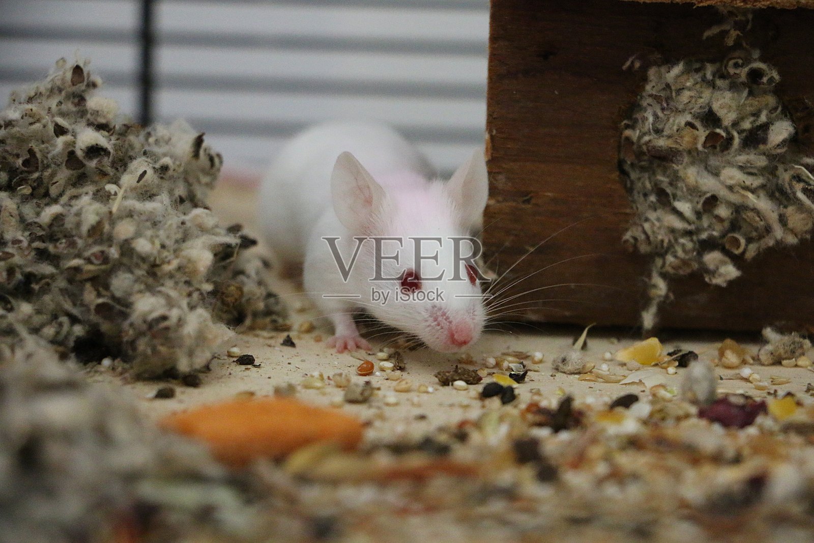 一只红眼睛的小白鼠在它的木质笼屋里跑动的特写照片摄影图片