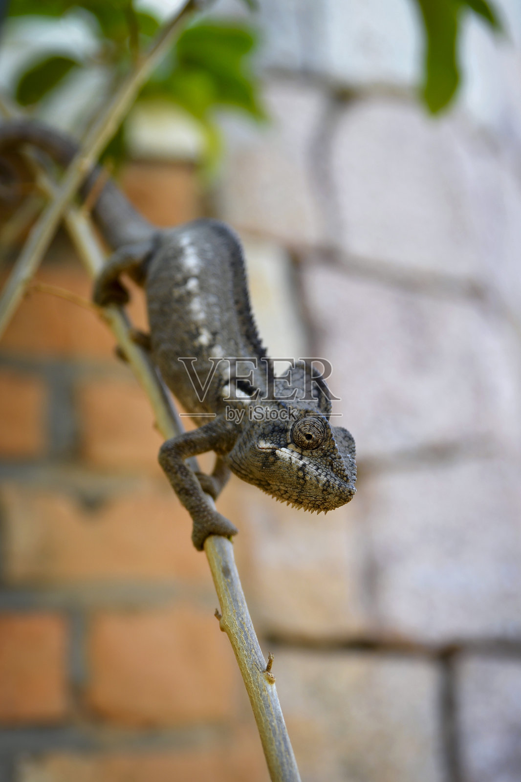 马达加斯加变色龙照片摄影图片