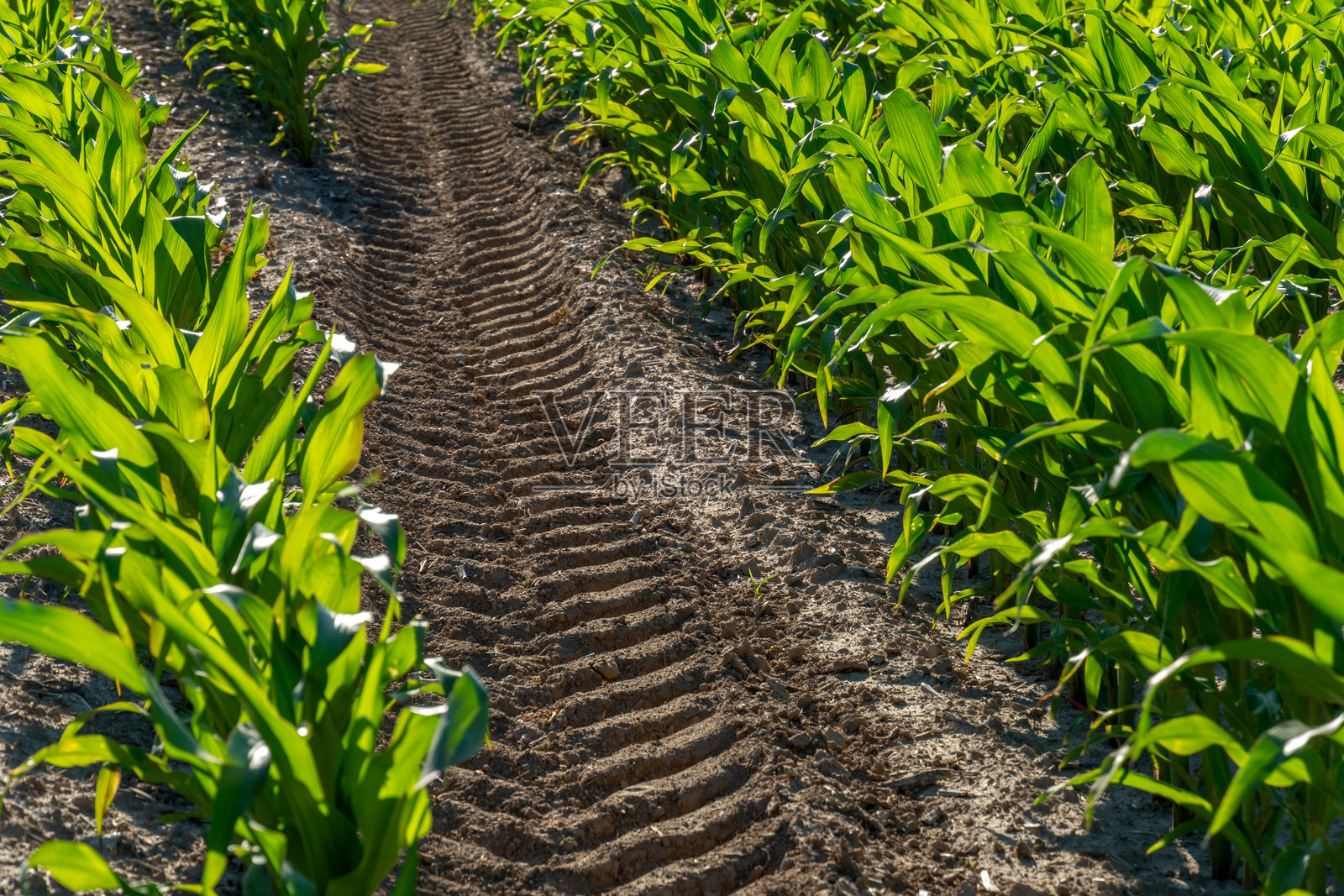 晴朗的蓝天下，农场里，新鲜的轮胎印记留在翠绿的玉米苗之间，这些生长中的植物显露出春天的气息。照片摄影图片
