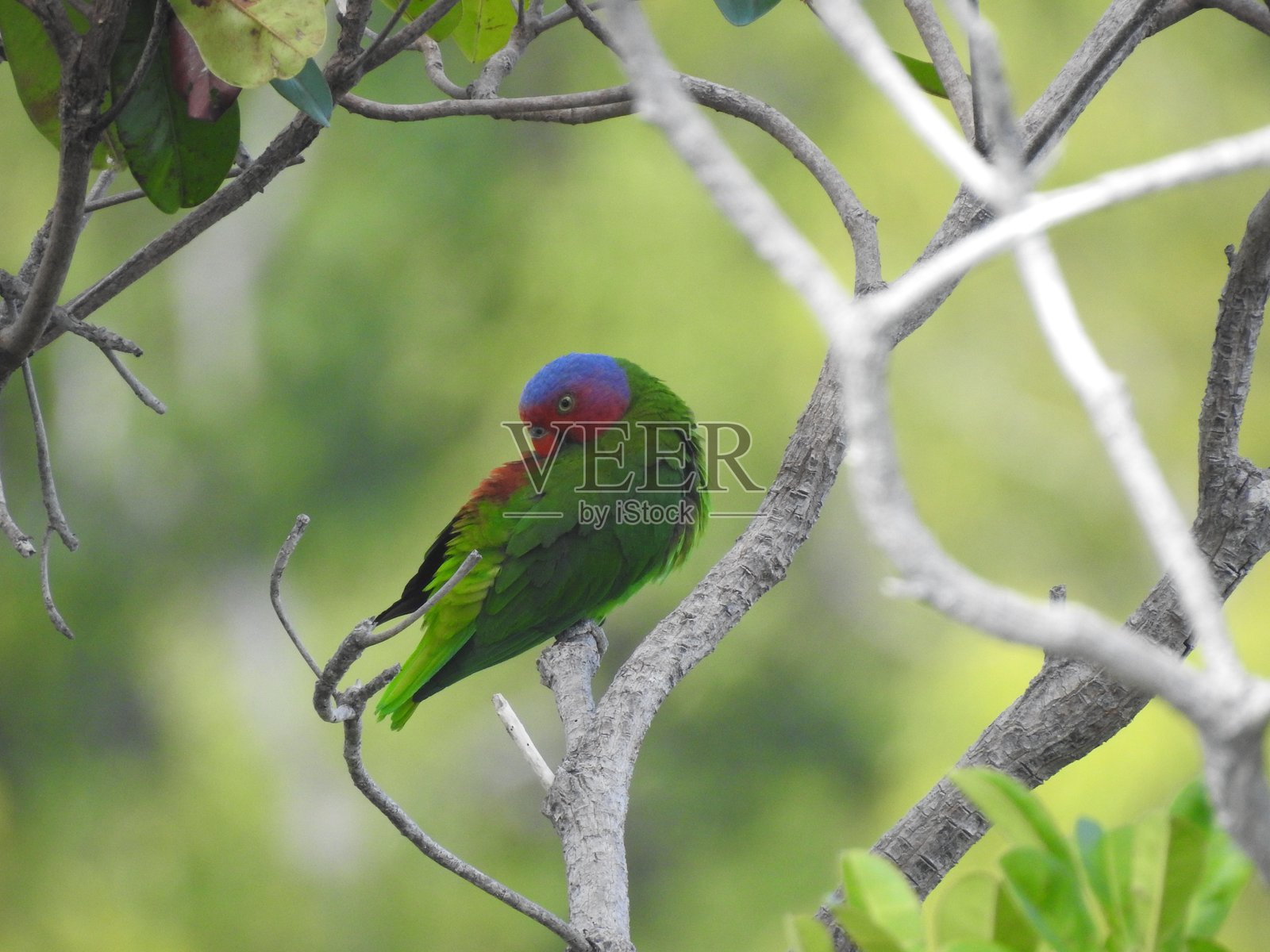 红颊鹦鹉照片摄影图片