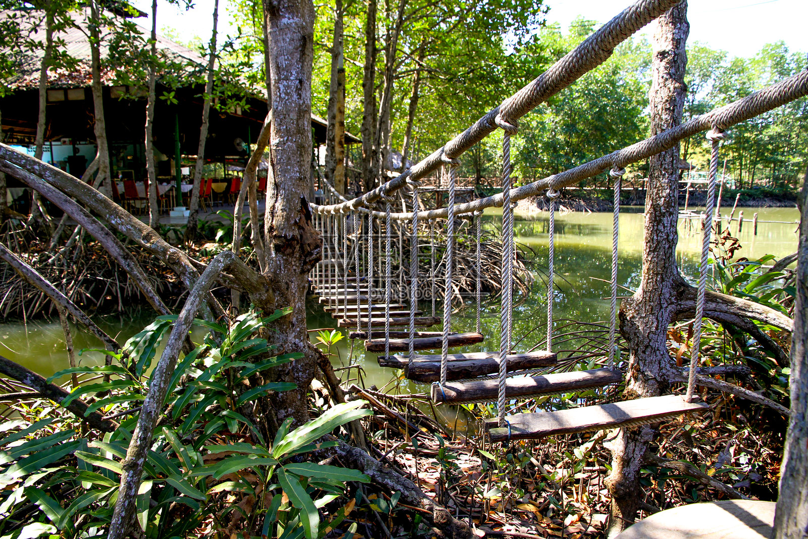 红树林生态系统中生机勃勃的鱼类物种，展现了水下和水面令人惊叹的景象。照片摄影图片