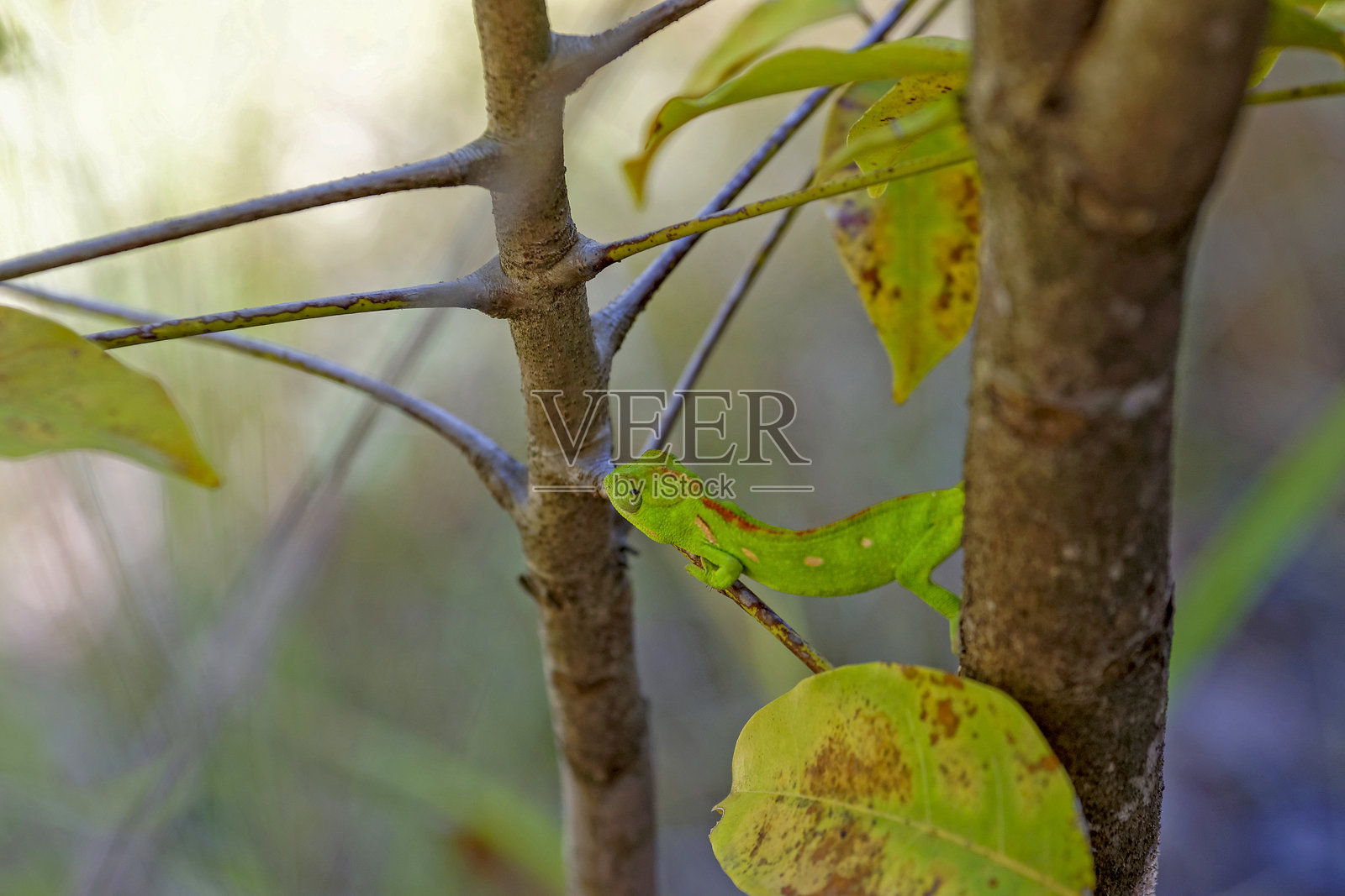 马达加斯加热带雨林中的变色龙。照片摄影图片