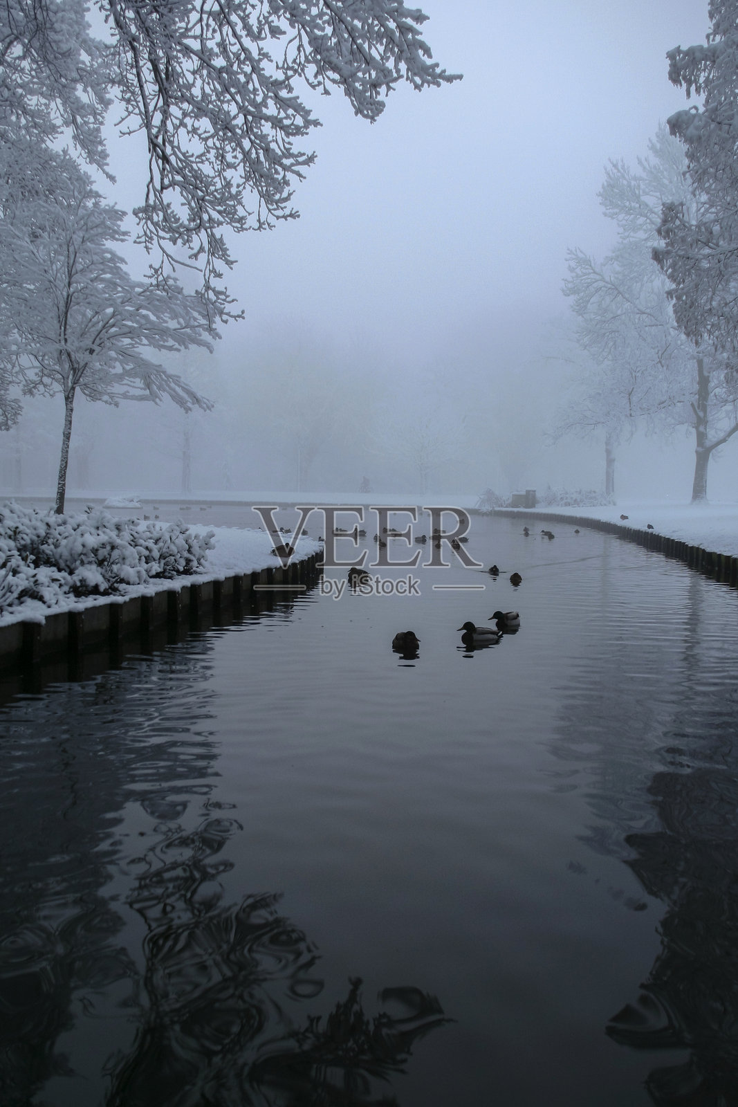 冬天雾中的鸭子池塘照片摄影图片