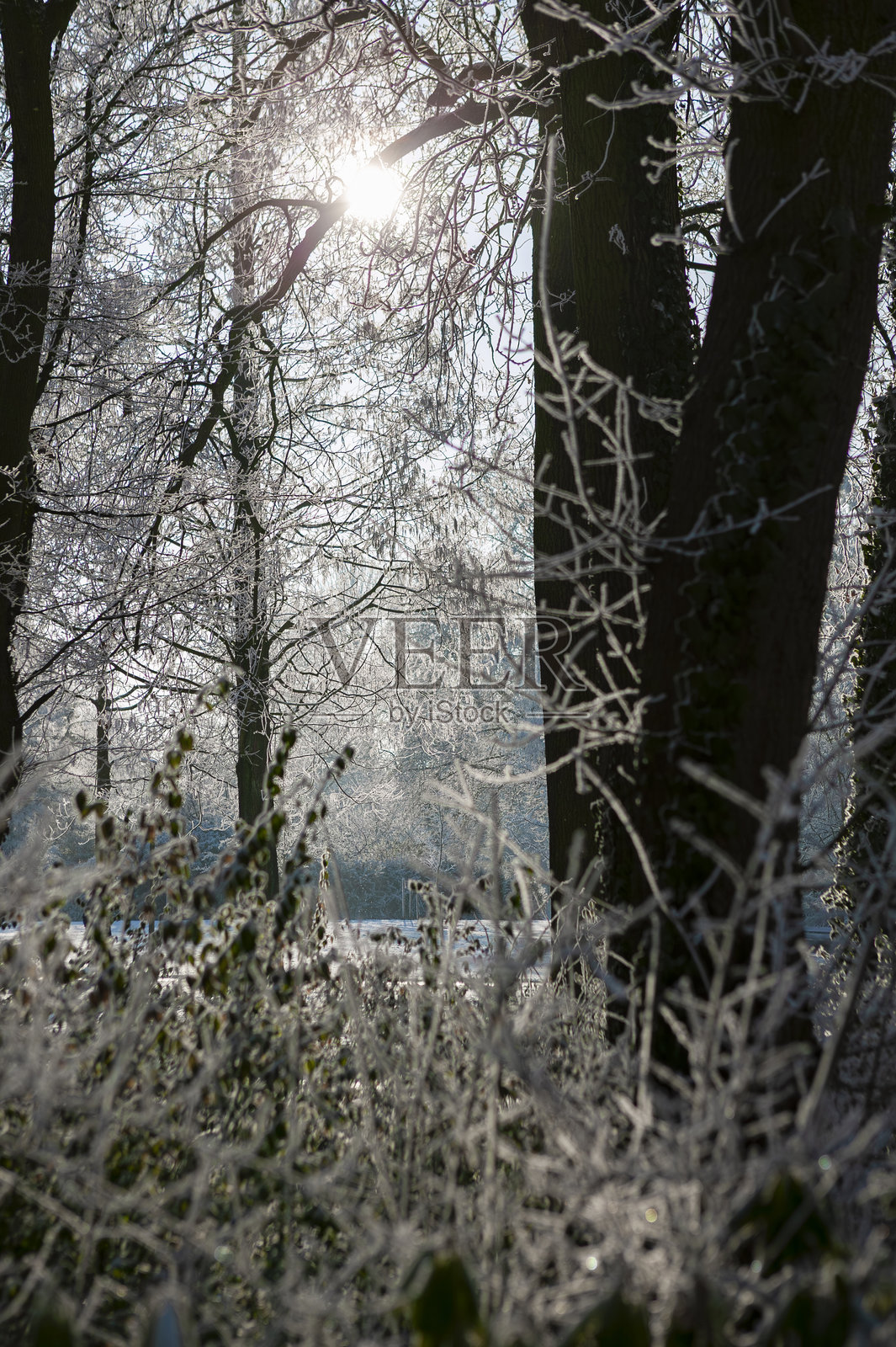 透过结霜森林的阳光散射照片摄影图片