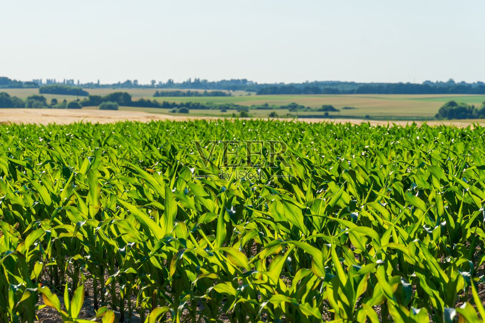 正午时分，一望无际的玉米田在湛蓝的天空下绵延。远处的树木和山丘构成了乡村背景。照片摄影图片