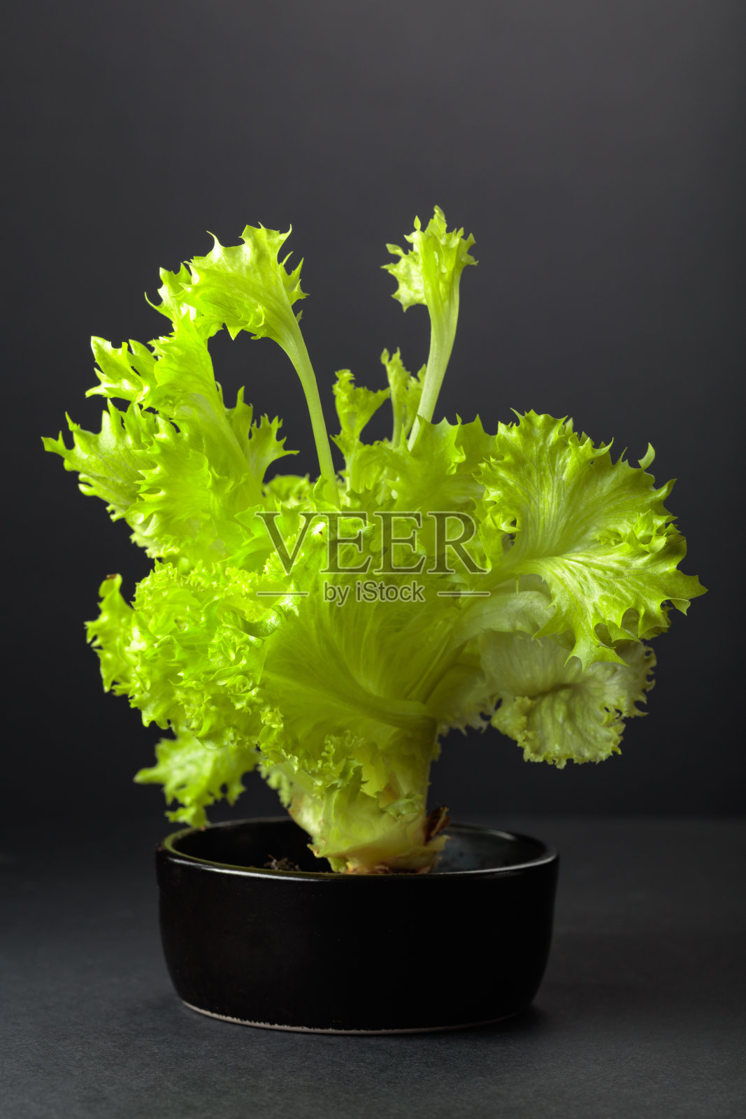 黑色背景上的新鲜生菜叶照片摄影图片