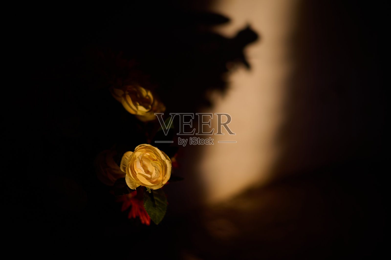 比利牛斯山 Tella 路线上的 Fajanillas 圣母隐修院石墙前盛开的黄玫瑰照片摄影图片