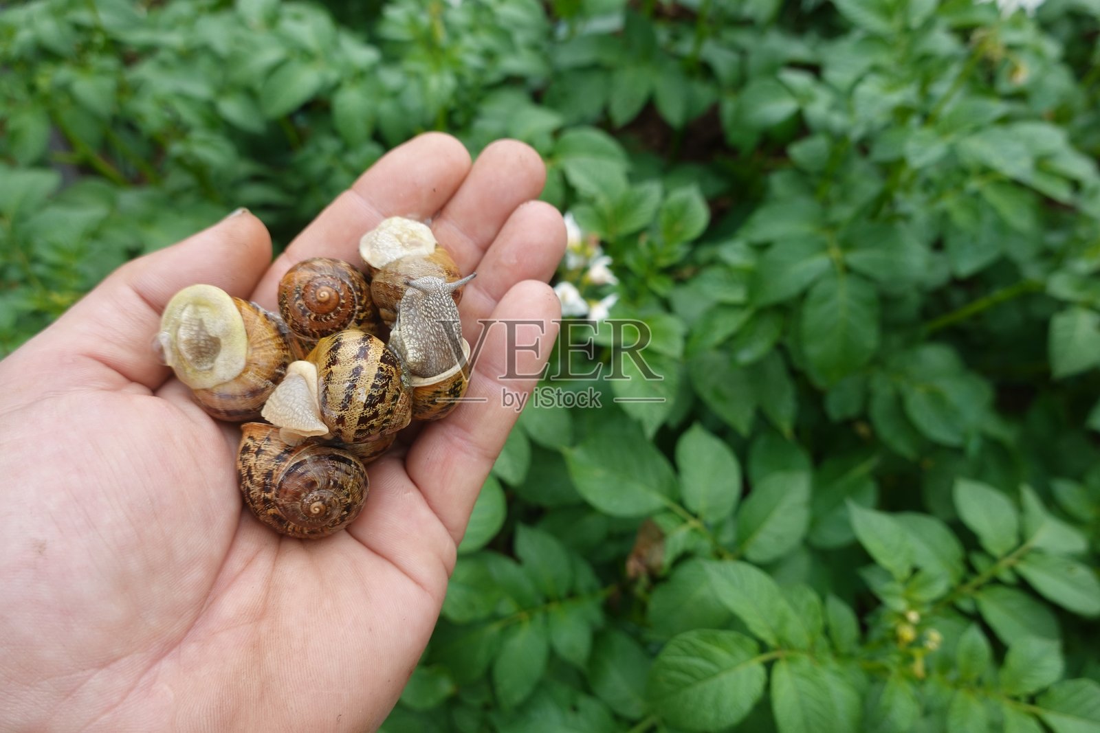 手持蜗牛，从植物上清除花园害虫照片摄影图片