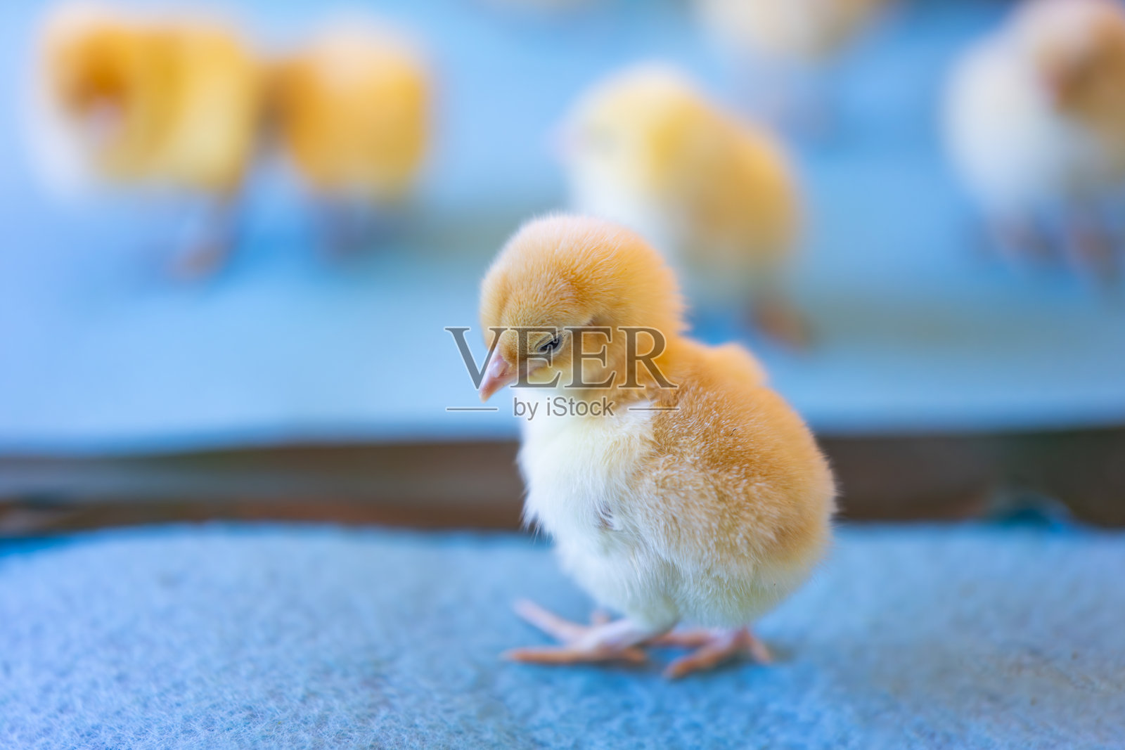 农场里的复活节小鸡和彩蛋，还有一只黄色的雏鸡照片摄影图片