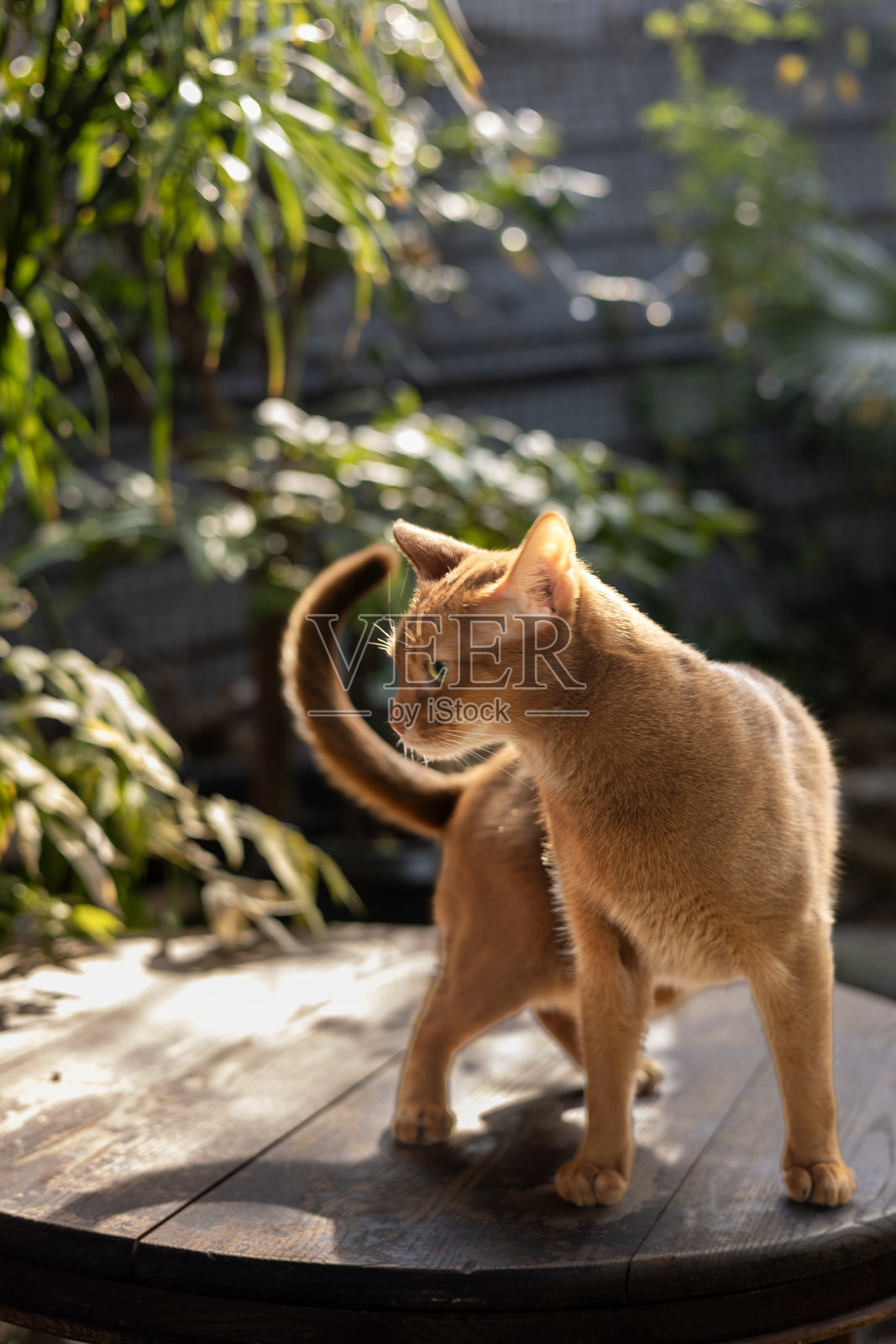阿比西尼亚猫照片摄影图片