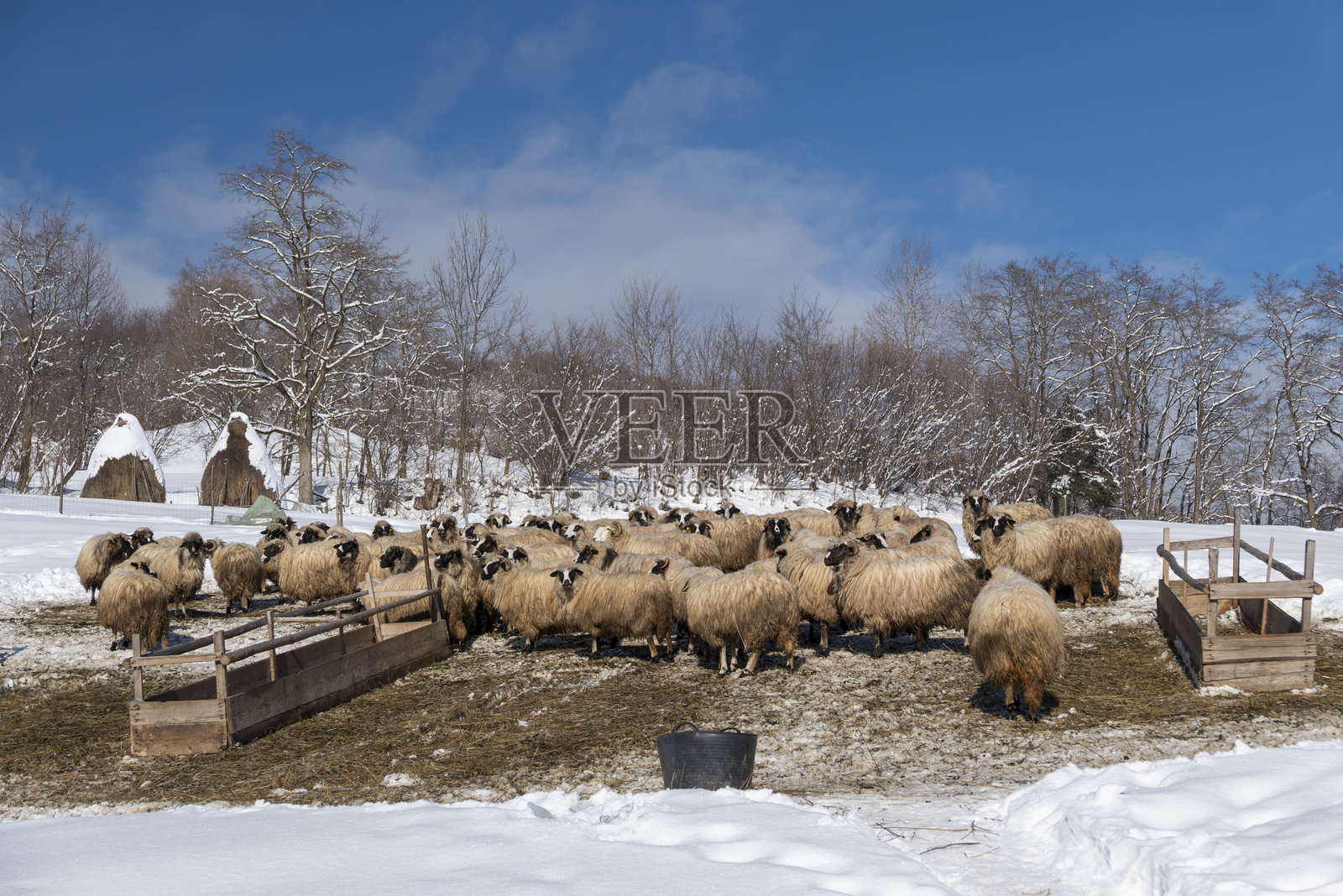冬季山地牧场，羊群在户外觅食，背景有雪景和蓝天照片摄影图片