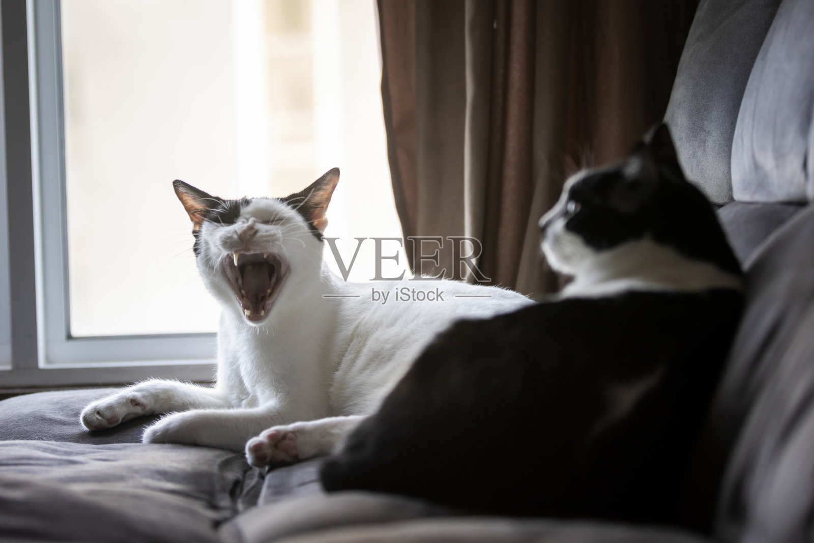 家猫在客厅的沙发上休息照片摄影图片