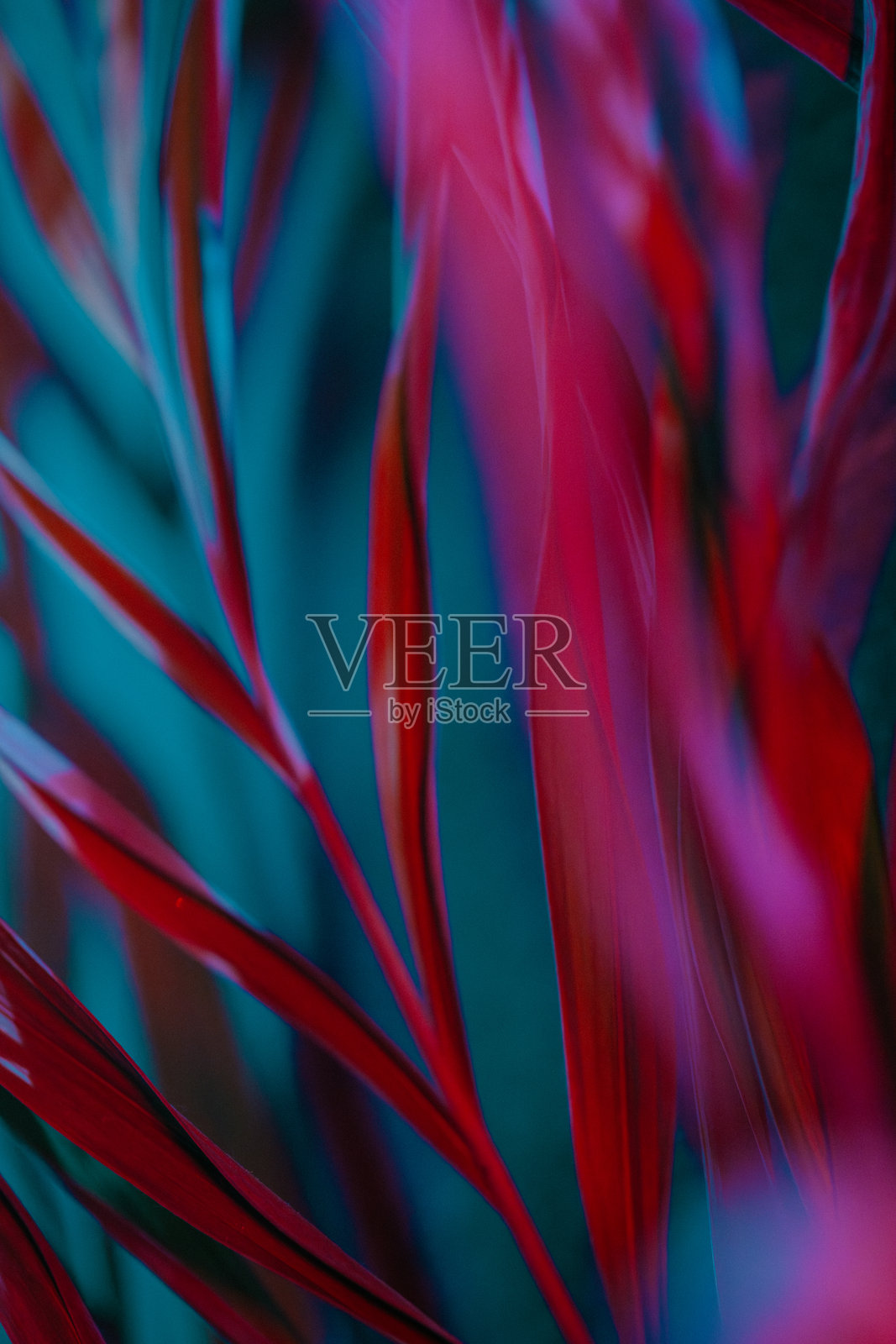 垂直拍摄的浓密红蓝热带叶子，具有重叠的线性叶片，背景是巴厘岛花园柔和梦幻的焦点照片摄影图片