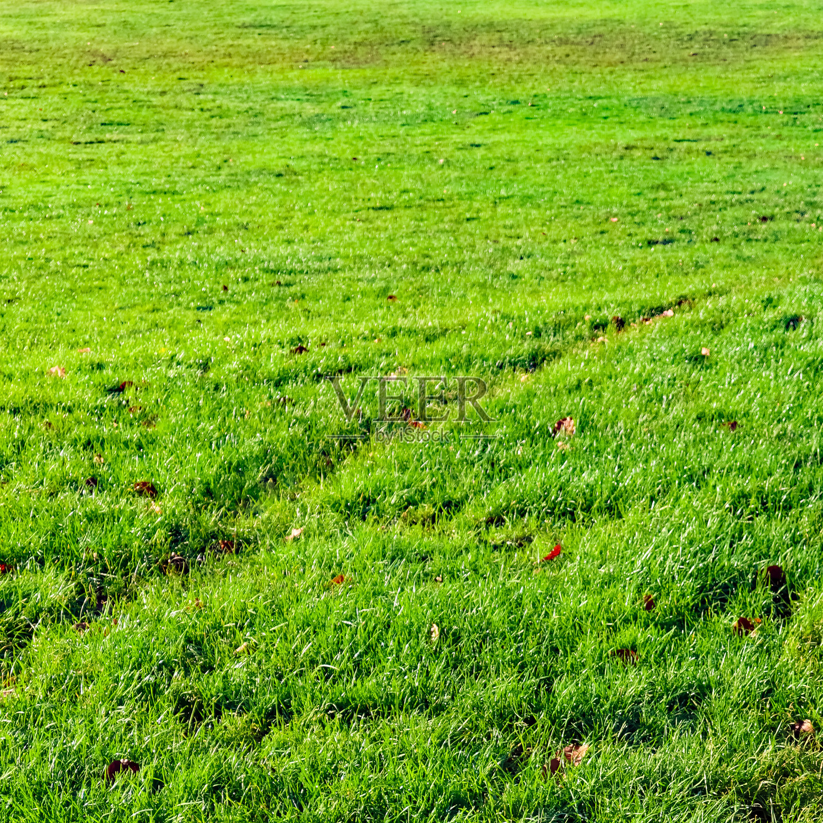 茂密的绿草覆盖着一片户外场地，可以看到隐约的车辙印和几片飘落的秋叶照片摄影图片