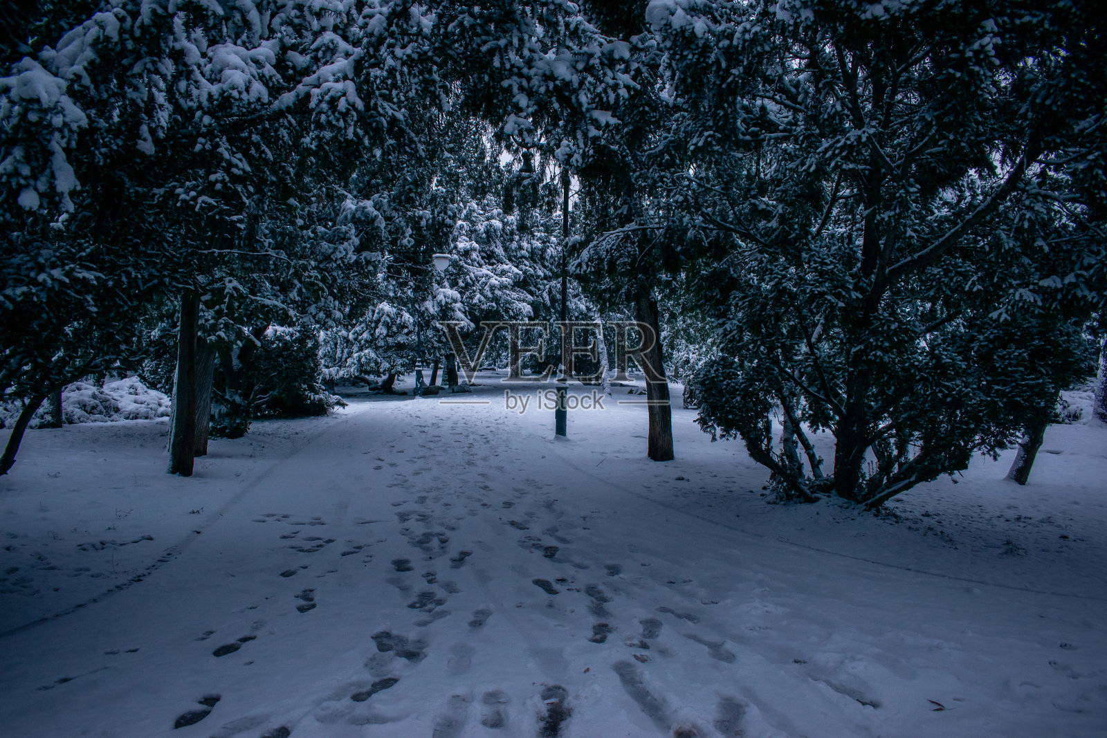 齐什米吉乌花园里，雪地树林间的脚印小径照片摄影图片
