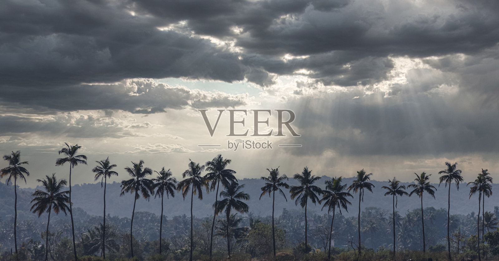 具有戏剧性天空的棕榈树。热带风光。自然摄影。照片摄影图片