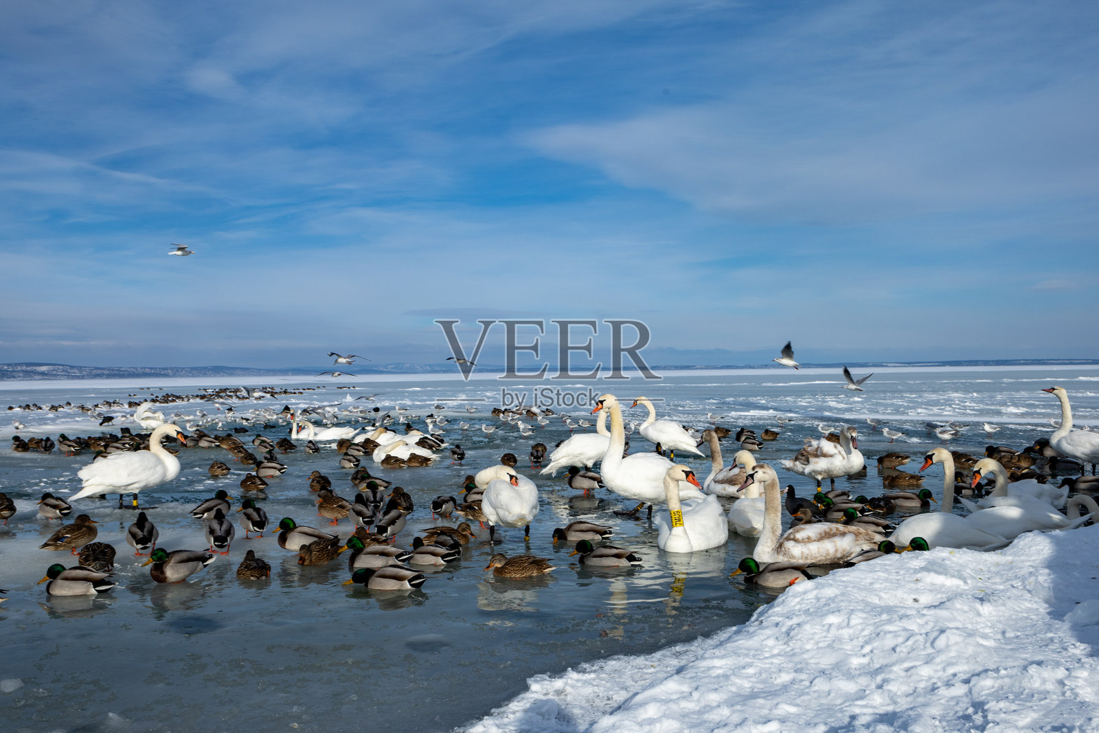 冰封的巴拉顿湖表面与冰层下的生命照片摄影图片