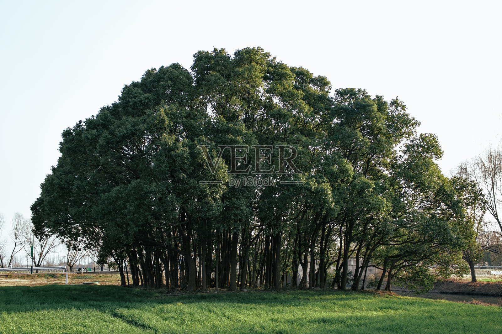 广阔的绿草地上，一棵雄伟的大树拥有浓密的绿色树冠，在晴朗的蓝天下构成宁静的自然景观照片摄影图片