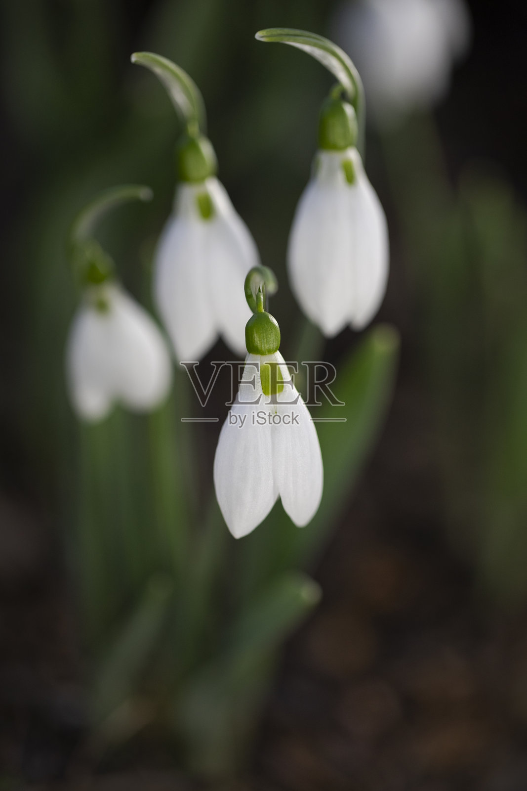焦点在一簇雪花莲中的一朵照片摄影图片