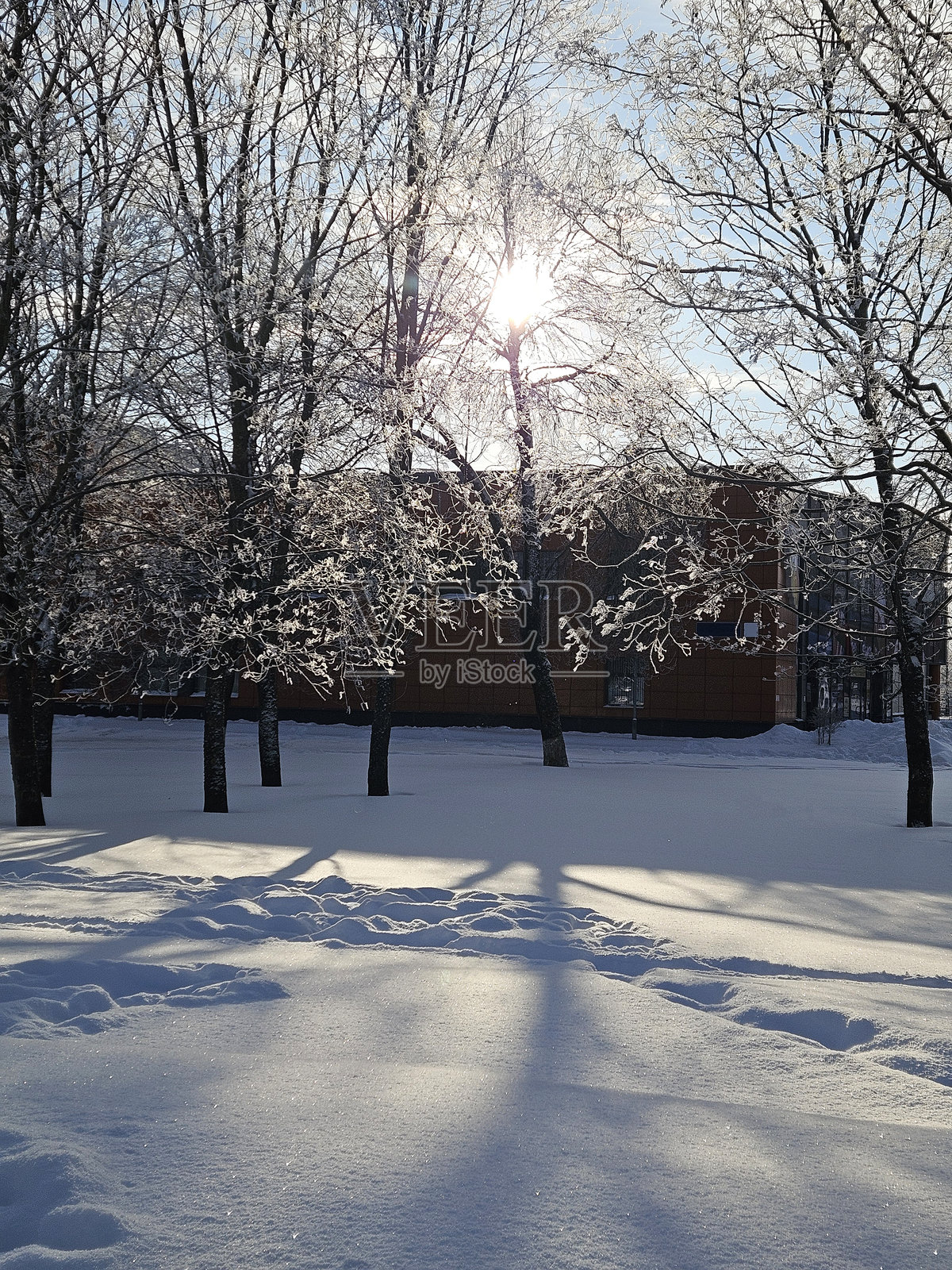 阳光明媚的冬日早晨，结霜的树木在皑皑白雪上投下长长的影子照片摄影图片