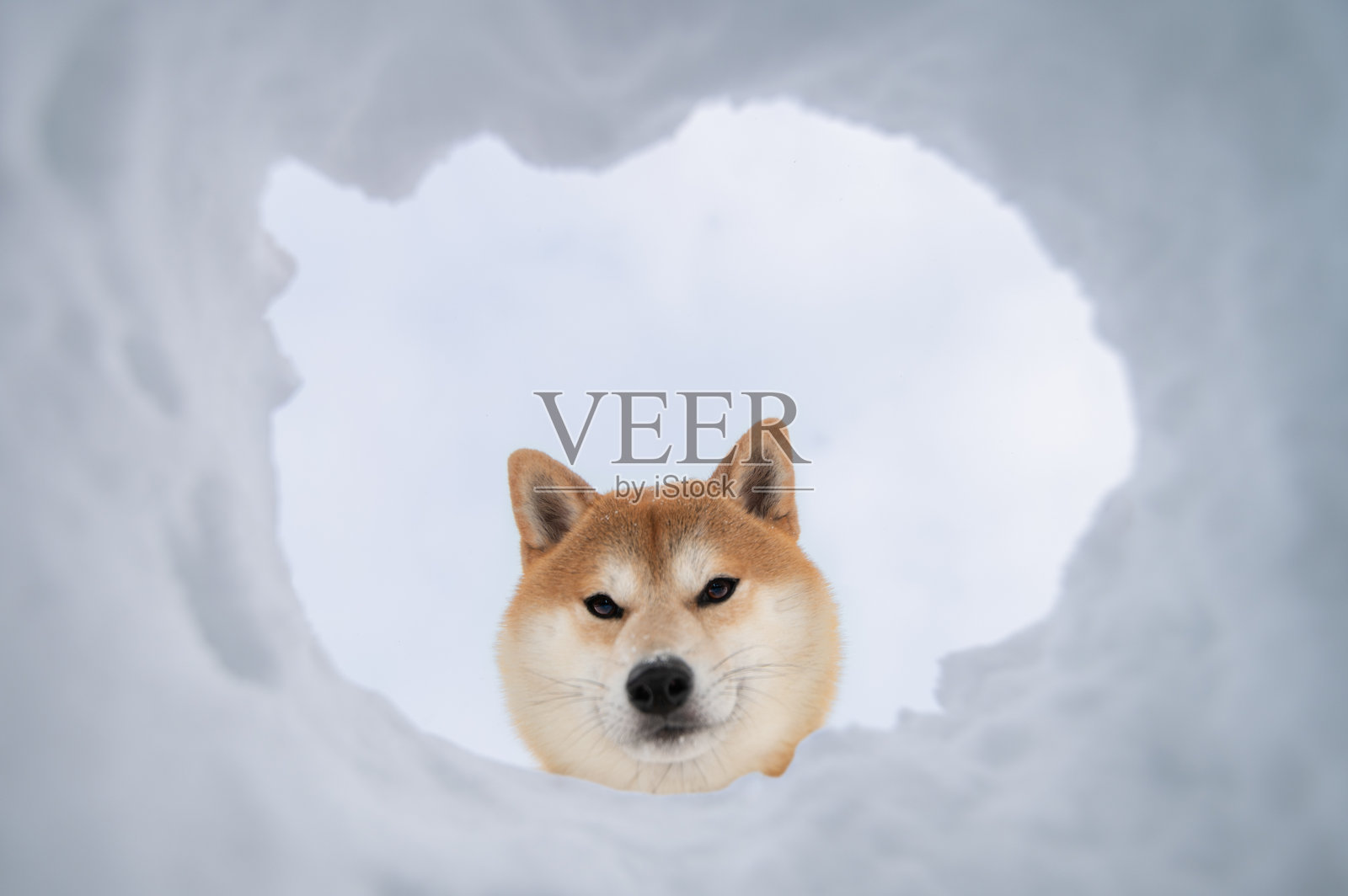 柴犬的头从雪中的洞里探出来照片摄影图片