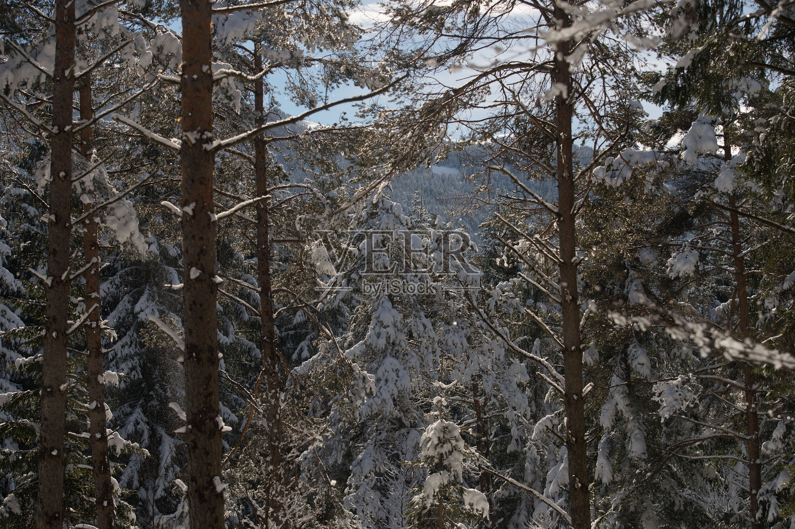 特伦蒂诺的雪景照片摄影图片