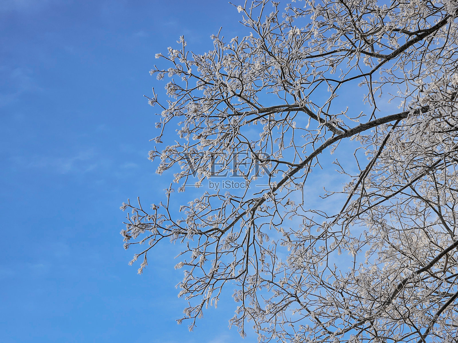 覆盖着霜的树枝在晴朗的蓝色冬日天空中伸展照片摄影图片