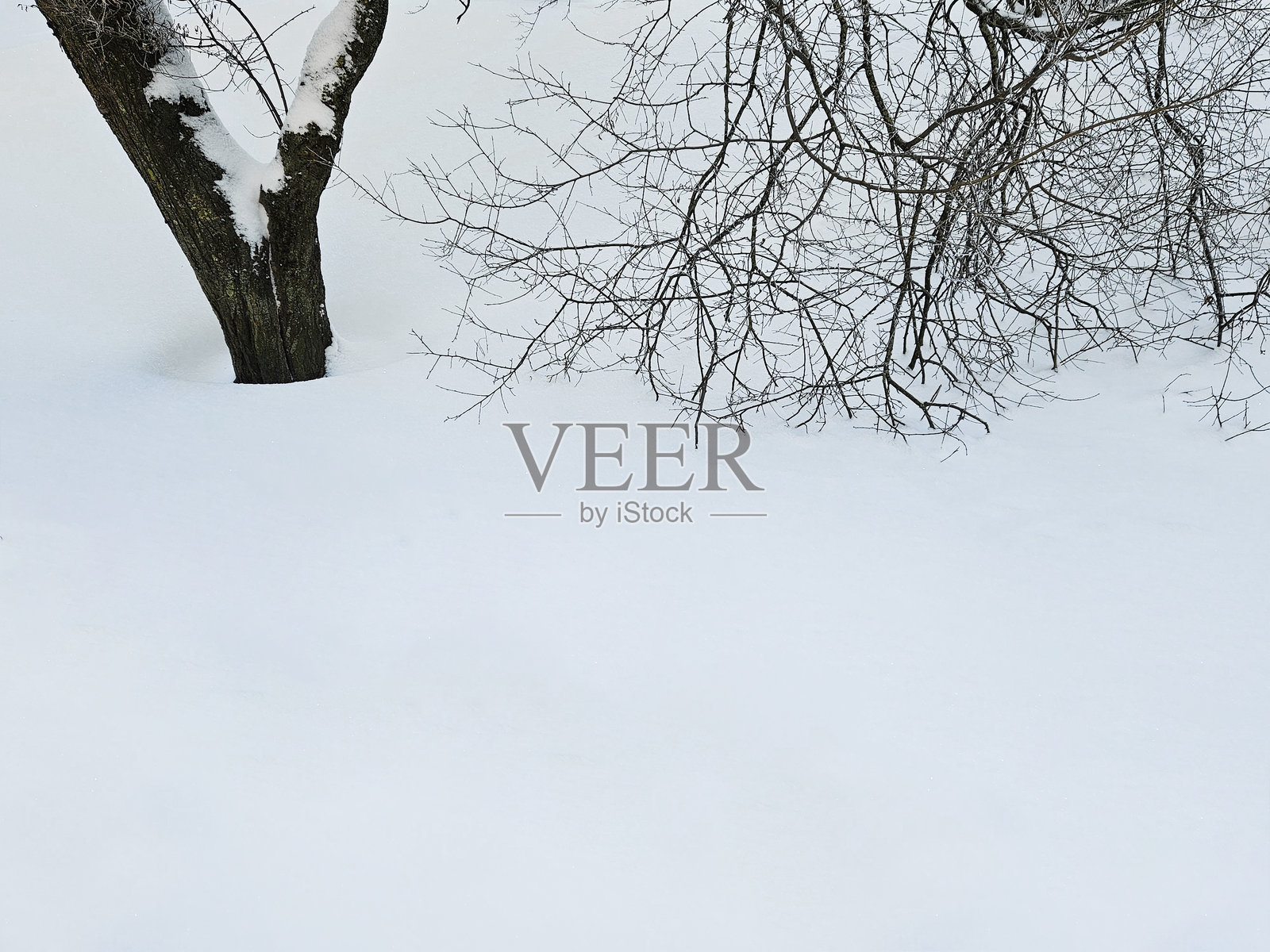 白雪皑皑的树木与枝桠覆盖在平滑的雪地上照片摄影图片