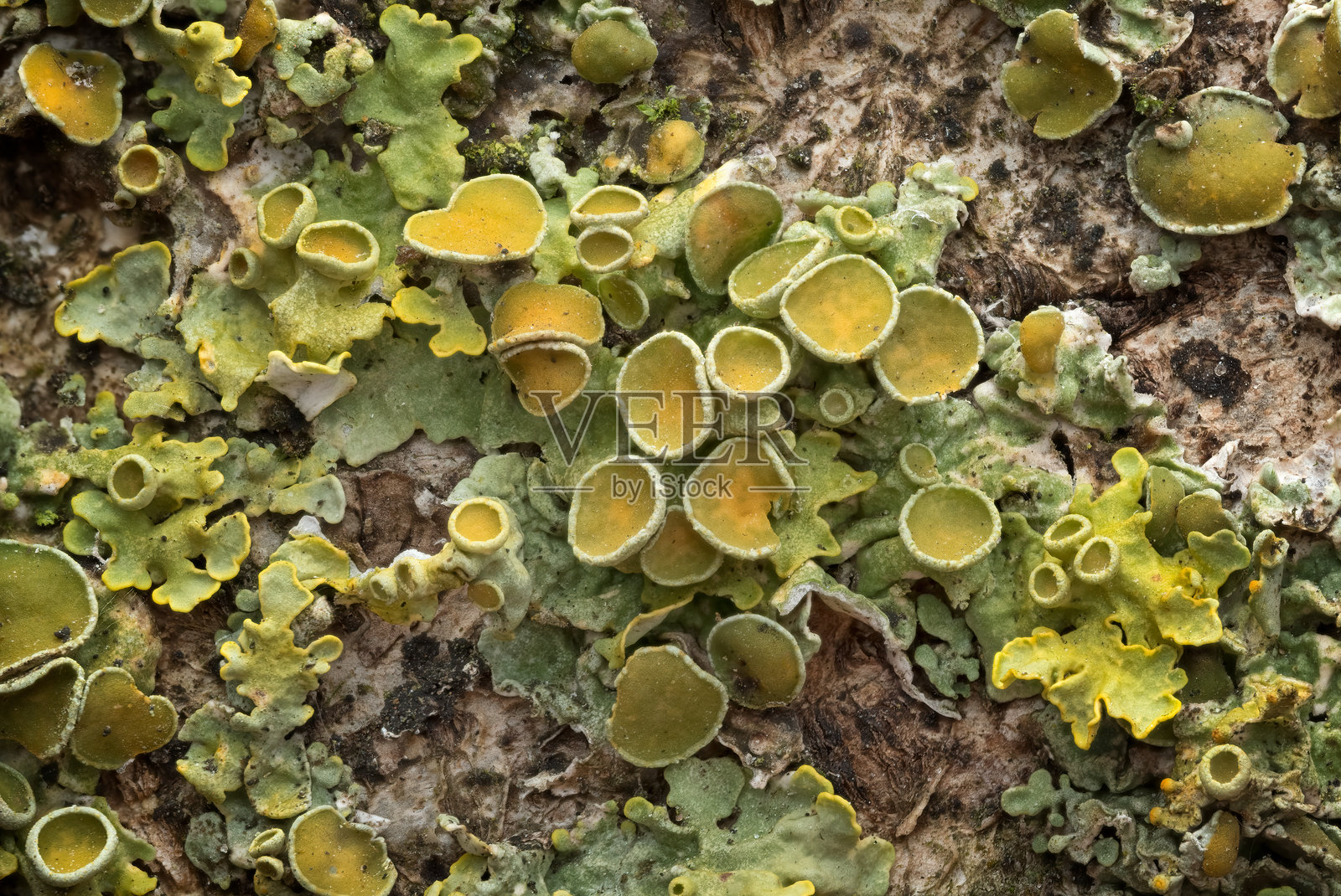 常见的橘色地衣（Xanthoria parietina）照片摄影图片